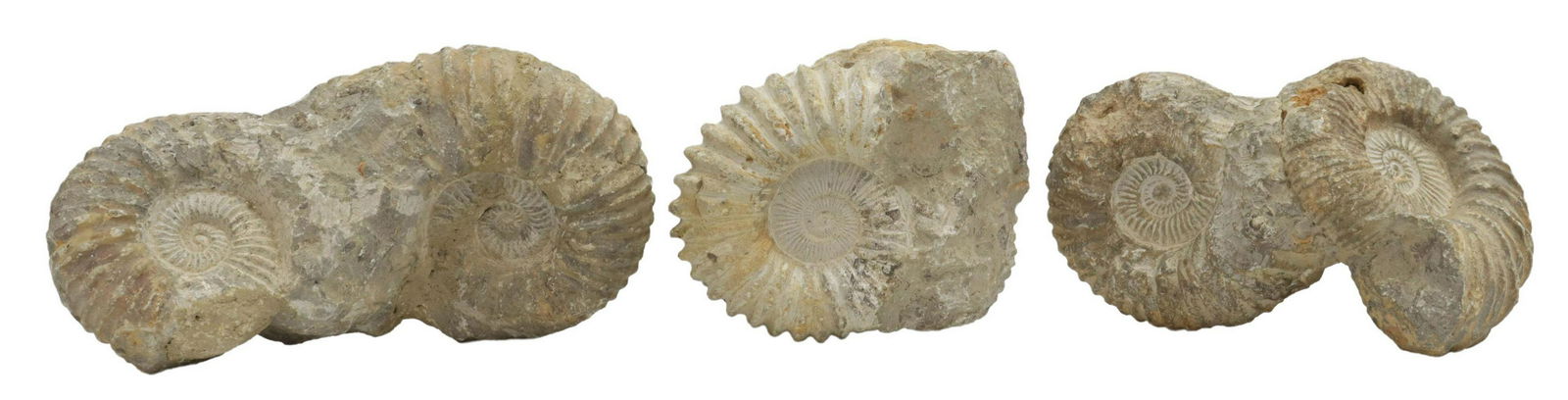 (3) PARTIALLY FUSED AMMONITE FOSSILS: (lot of 3) Partially fused fossilized ammonites, largest: approx 10.25"h, 5"w, 5"d; 22.75lbs total **Provenance: Eight Point Ranch, Elgin, Texas** Start Price: $60.00