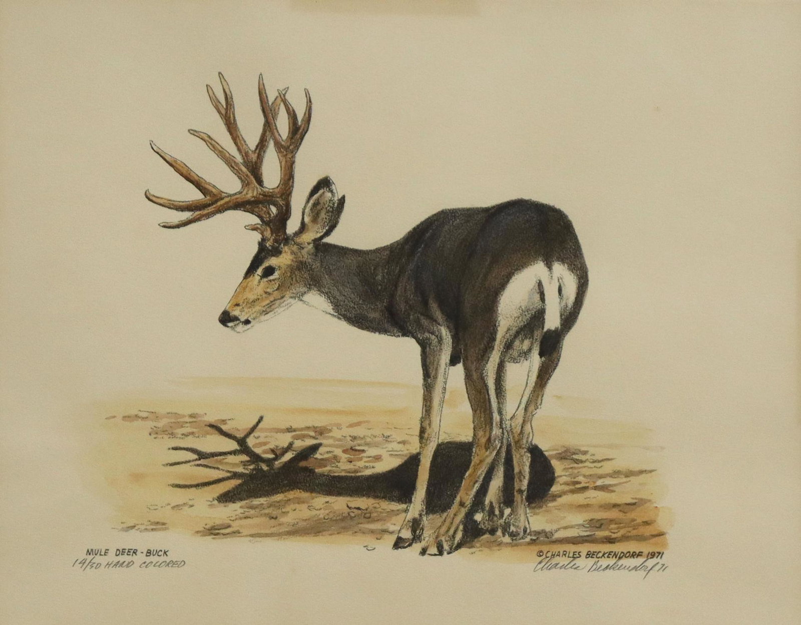 CHARLES BECKENDORF (1930-1996) HAND-COLORED PRINT: Framed hand-colored print on paper, "Mule Deer - Buck," signed lower right Charles Beckendorf (Texas, 1930-1996), dated 1971, numbered 14/ 30, titled lower left, sight: 14.75"h, 18.75"w, overall: 21.7