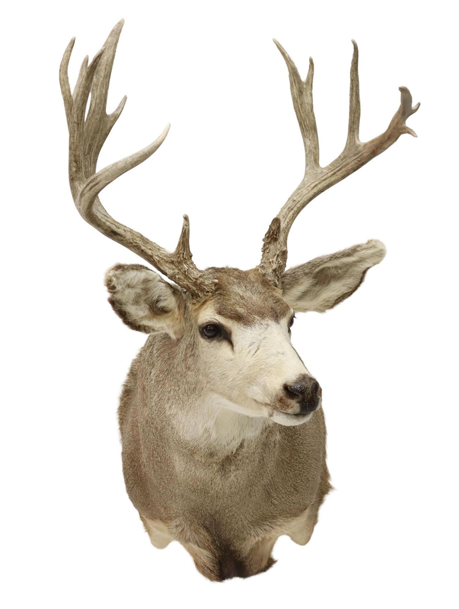 TAXIDERMY MULE DEER TROPHY MOUNT, 13 POINTS: Taxidermy, Mule deer shoulder mount, 13 point antlers, approx 42"h, 22"w, 36"d, 20lbs Start Price: $100.00