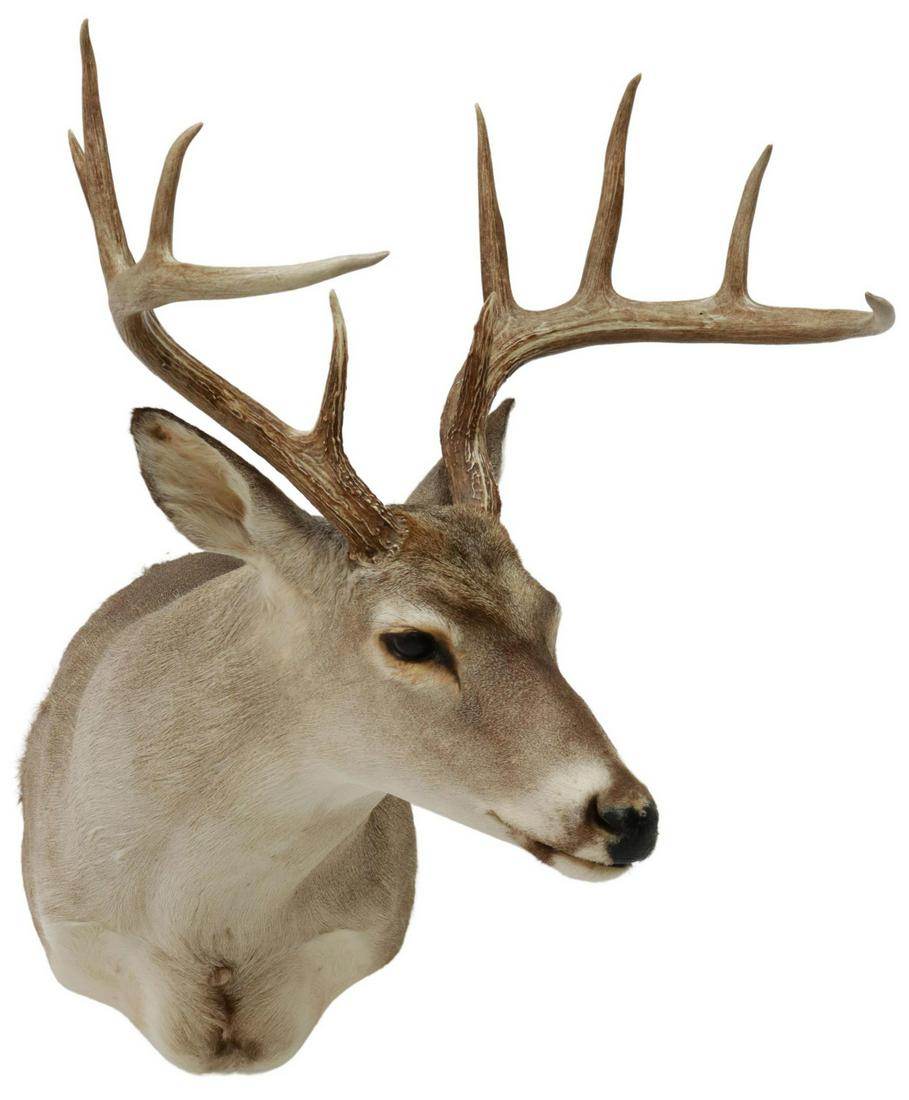 TAXIDERMY WHITETAIL DEER MOUNT, 10 POINTS: Taxidermy, Whitetail deer shoulder mount, 10 point antlers, approx 29"h, 25"w, 26"d, 17lbs Start Price: $80.00