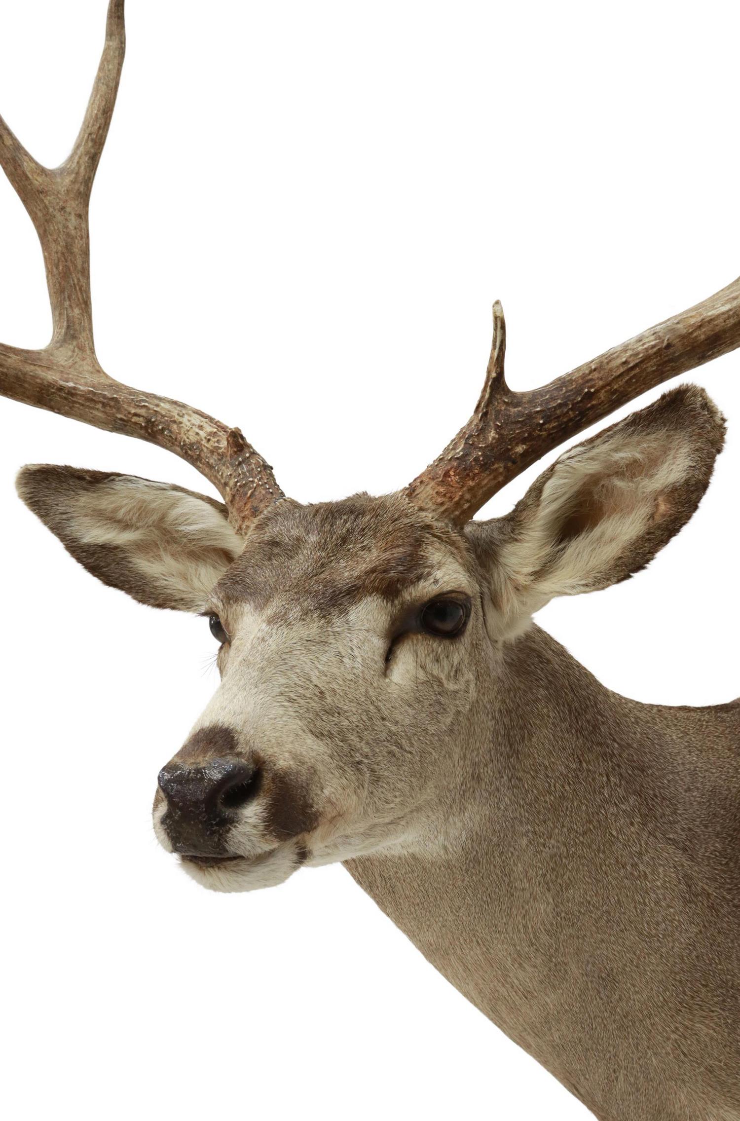 TAXIDERMY MULE DEER TROPHY MOUNT, 9 POINTS: Taxidermy, Mule deer shoulder mount, 9 point antlers, approx 47.5"h, 28.5"w, 37"d Start Price: $100.00