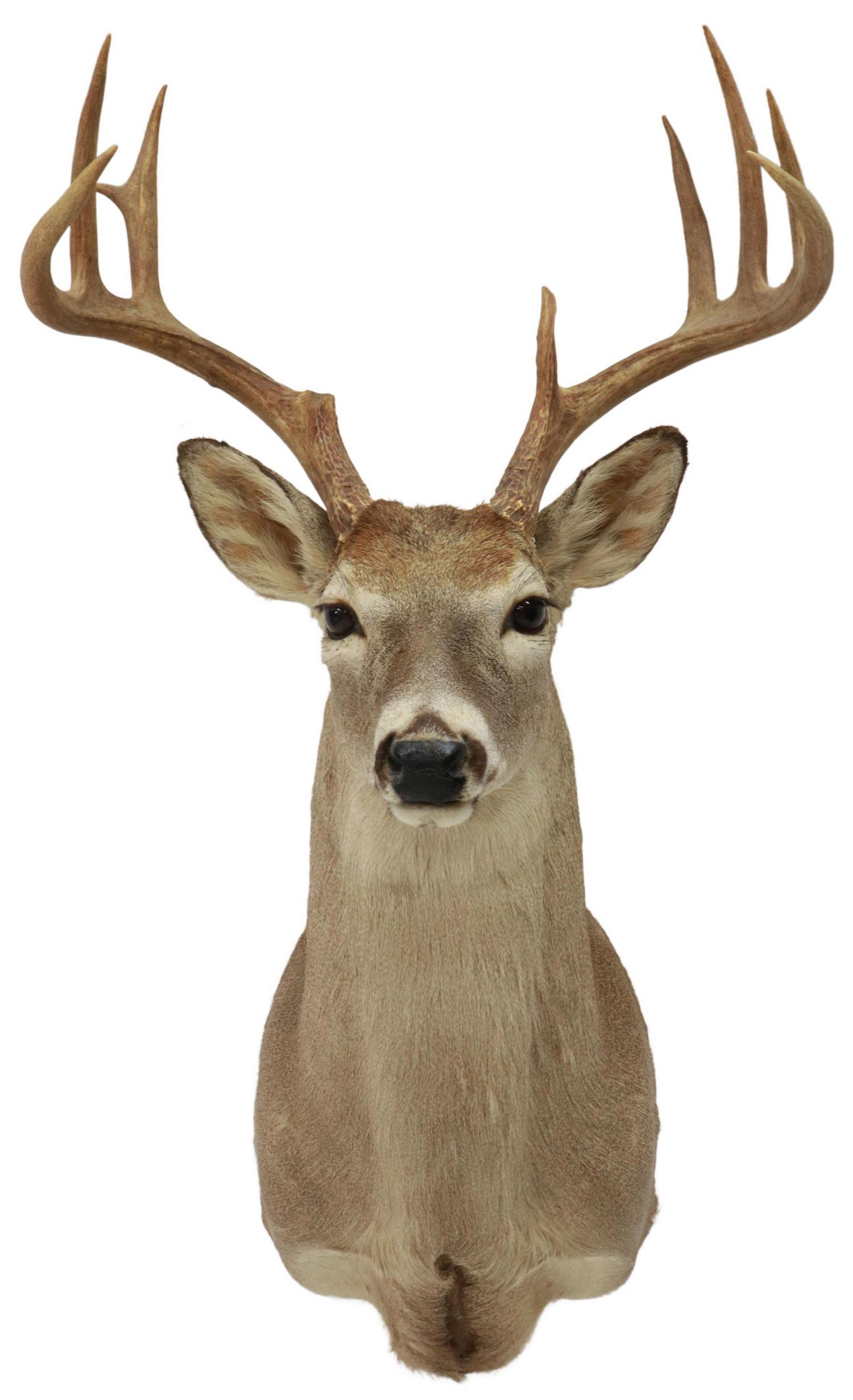 TAXIDERMY WHITETAIL DEER TROPHY MOUNT, 9 POINTS: Taxidermy, Whitetail deer shoulder mount, 9 point antlers, approx 32"h, 20"w, 27"d, 10lbs Start Price: $80.00