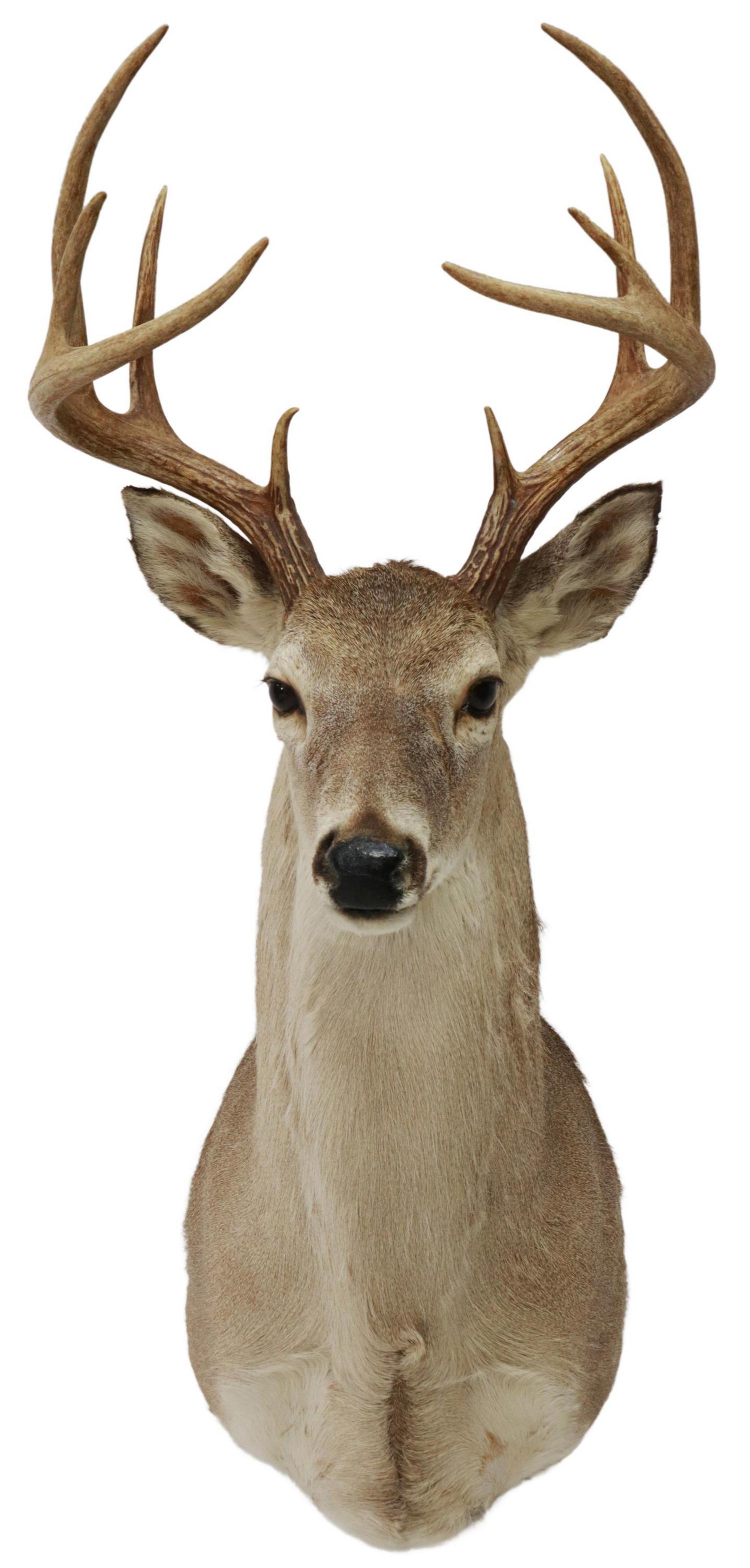 TAXIDERMY WHITETAIL DEER MOUNT, 10 POINTS: Taxidermy, Whitetail deer shoulder mount, 10 point antlers, approx 30"h, 16"w, 29"d, 8lbs Start Price: $80.00