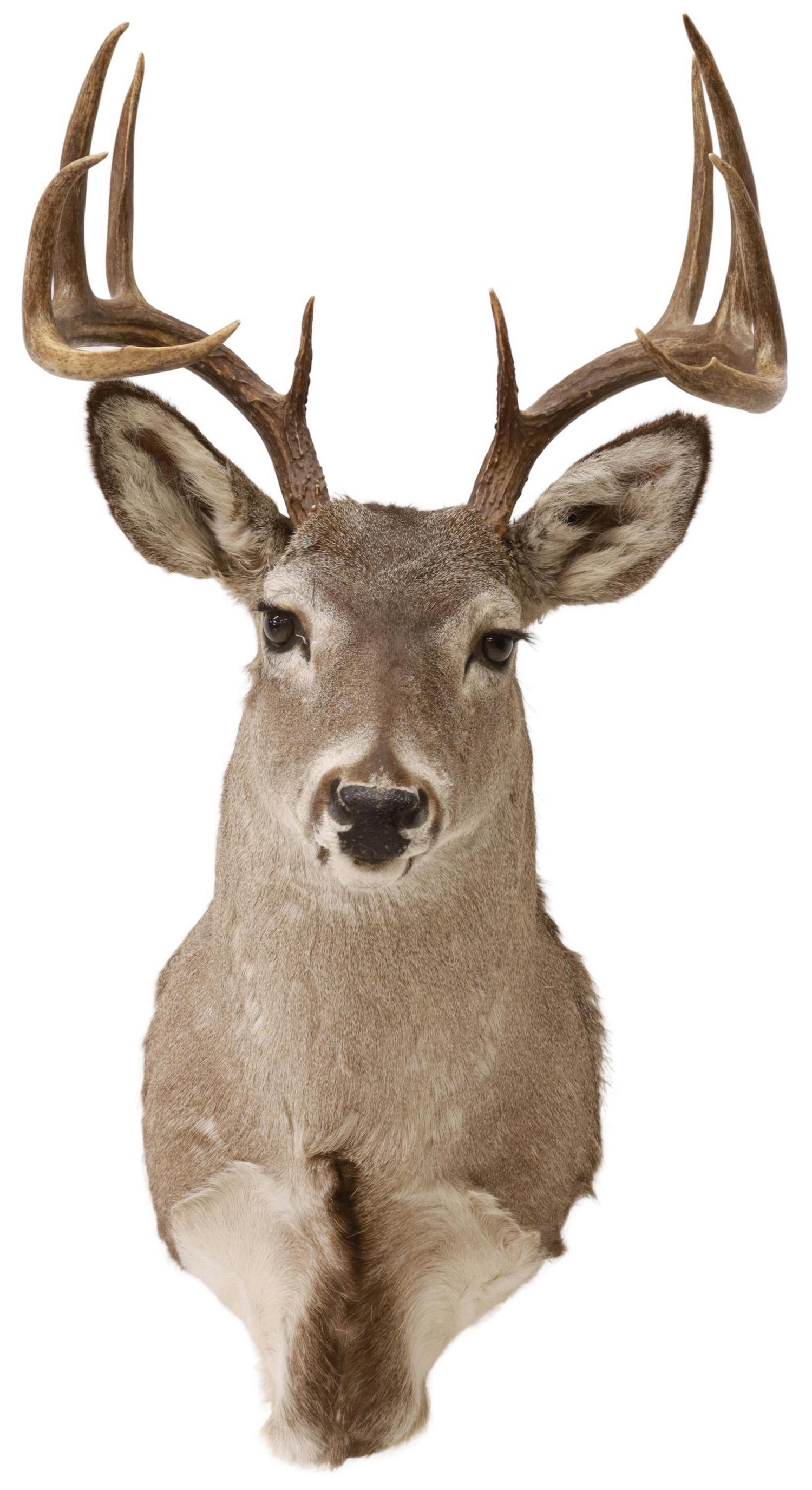 TAXIDERMY WHITETAIL DEER SHOULDER MOUNT, 10 POINTS: Taxidermy, Whitetail deer shoulder mount, 10 point antlers, approx 29.5"h, 17"w, 29"d, 12lbs Start Price: $80.00