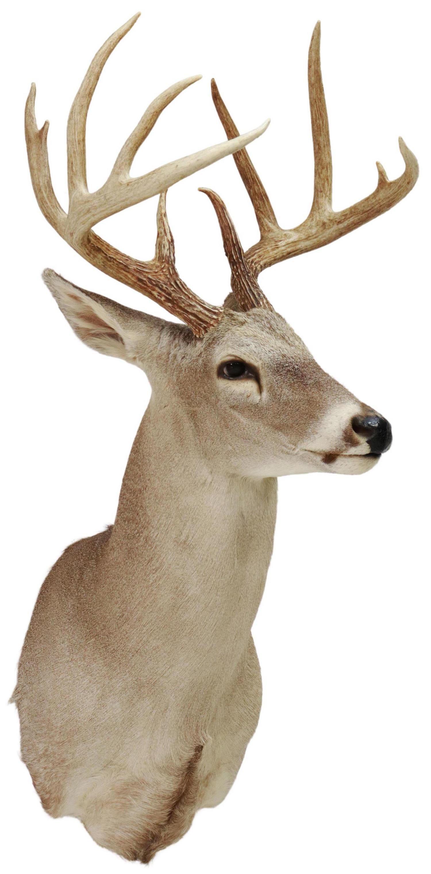 TAXIDERMY WHITETAIL DEER SHOULDER MOUNT, 11 POINTS: Taxidermy, Whitetail deer shoulder mount, 11 point antlers, approx 33"h, 17.75"w, 29"d, 10lbs Start Price: $80.00