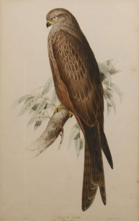 BLACK KITE LITHOGRAPH, EDWARD LEAR (1812-1888): Framed hand colored ornithological lithograph "Black Kite, Milvus ater", mid 19th c., E. Lear (Edward Lear, British 1812-1888), marked at lower right "printed by C. Hullmande (Charles Joseph Hullmande