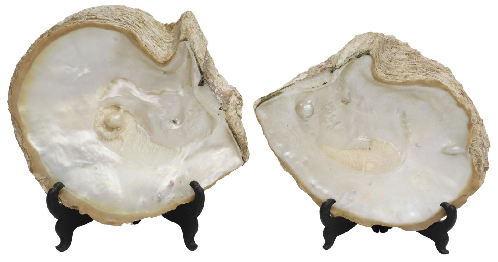 (2) RAW MOTHER-OF-PEARL BLISTER SHELLS (1 of 4)