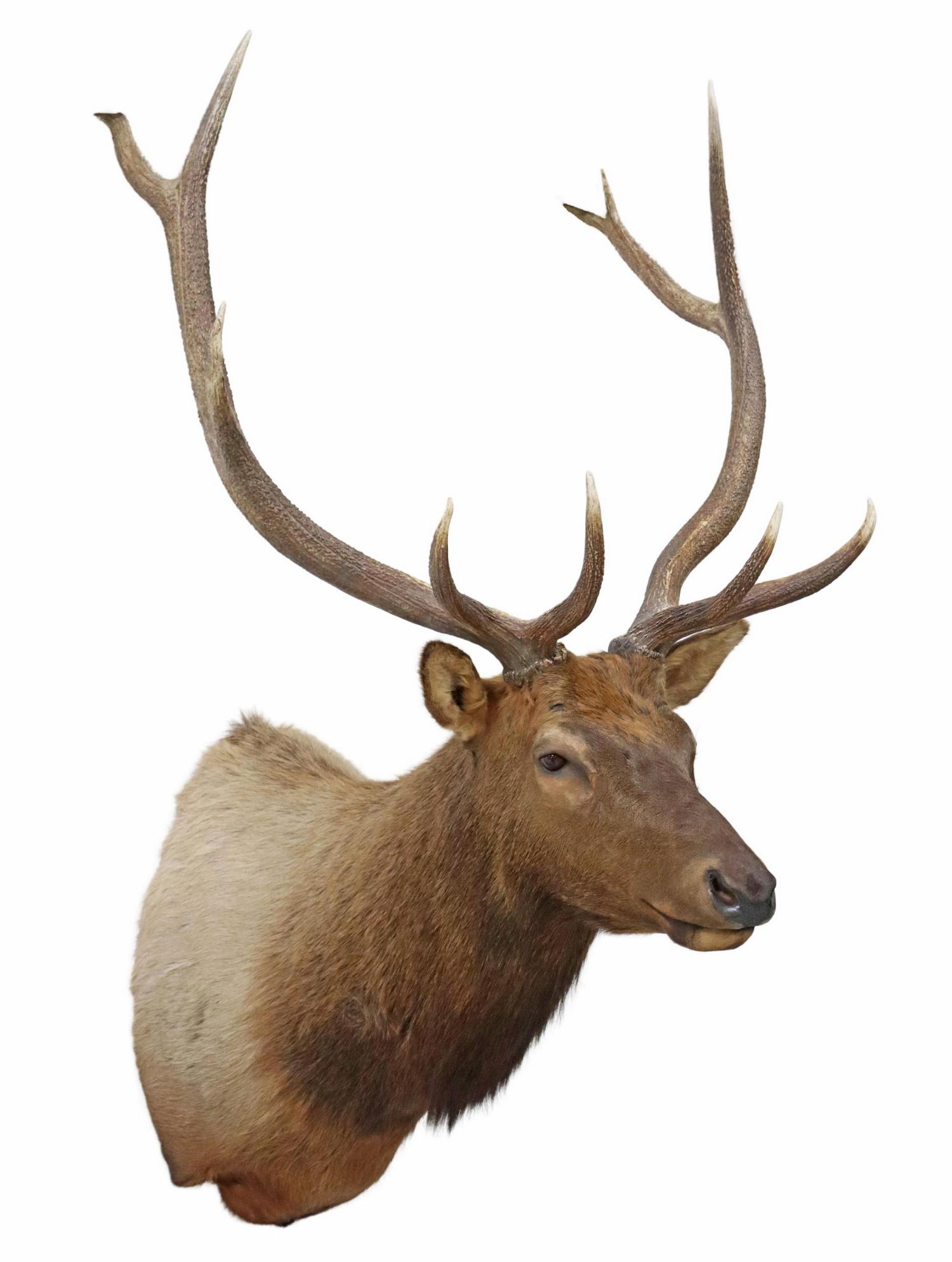 TAXIDERMY ELK SHOULDER MOUNT, 10 POINTS, 72" x 37": Large taxidermy Elk shoulder mount, 10 point antlers, approx 72"h, 37"w, 47"d, 54lbs Start Price: $200.00