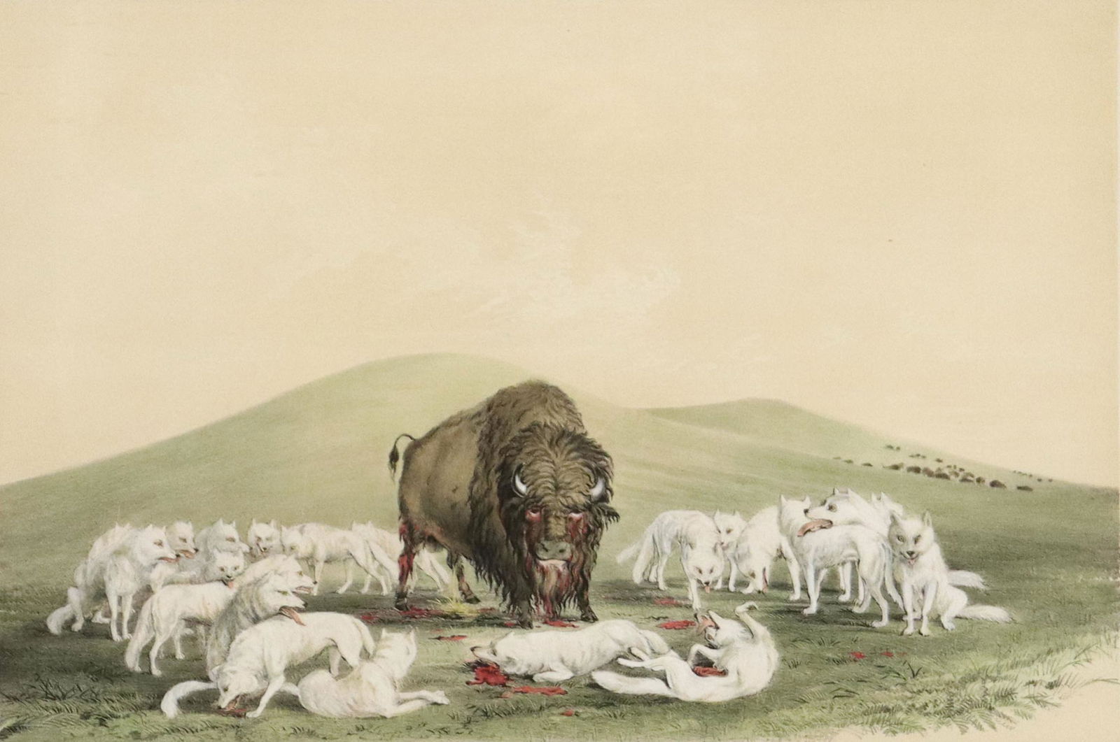 AFTER GEORGE CATLIN BUFFALO HUNT LITHOGRAPH: Framed lithograph with hand coloring on paper, "Buffalo Hunt, White Wolves Attacking a Buffalo Bull," plate no. 10 from "The North American Indian Portfolio," after George Catlin (American, 1796-1872)