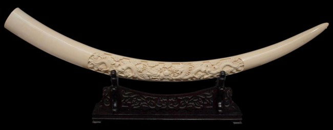 CHINESE CARVED IVORY DRAGON MOTIF TUSK, 50"L: **This item will not be shipped Internationally** Chinese ivory tusk, a 24"l reserve carved with a pair of confronted dragons contesting a sacred jewel, set on a carved wood display stand, ivory: 50"l