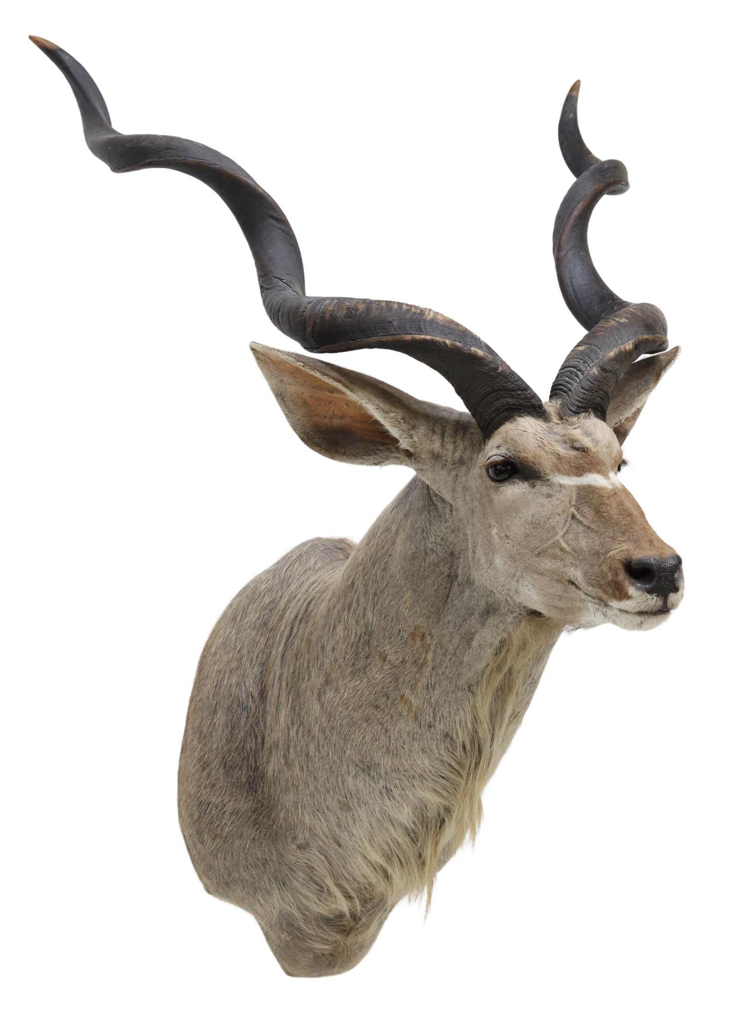 LARGE TAXIDERMY KUDU SHOULDER WALL MOUNT, 44"H (1 of 4)