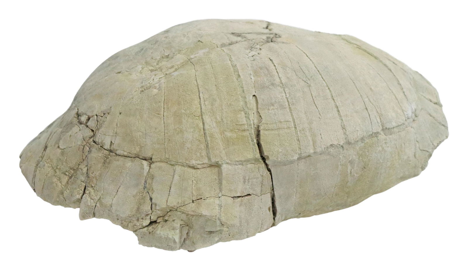 LARGE TORTOISE FOSSIL, OLIGOCENE PERIOD, 18.25"L (1 of 5)