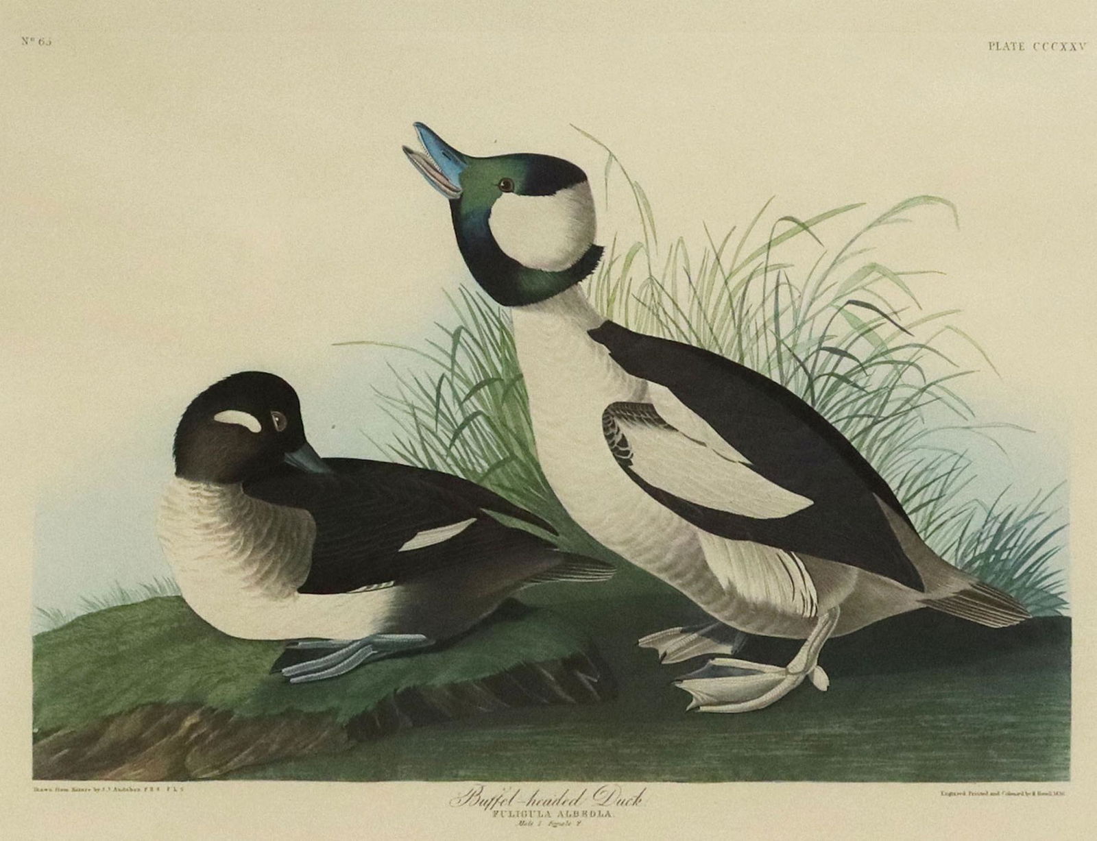 AFTER AUDUBON BUFFEL-HEADED DUCK AMSTERDAM EDITION (1 of 9)