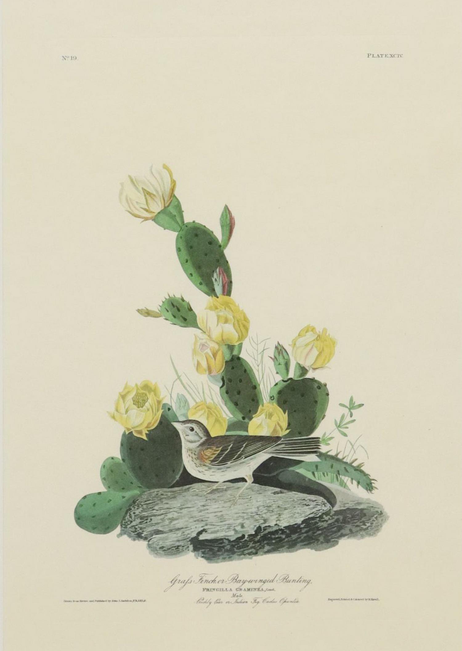 AFTER J.J. AUDUBON GRAFS FINCH AMSTERDAM EDITION (1 of 7)