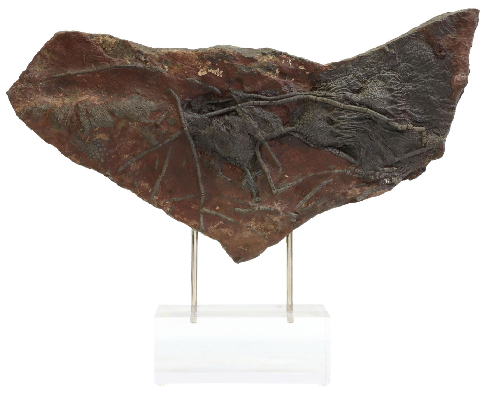 LARGE CRINOID SPECIMEN ON ACRYLIC BASE (1 of 4)