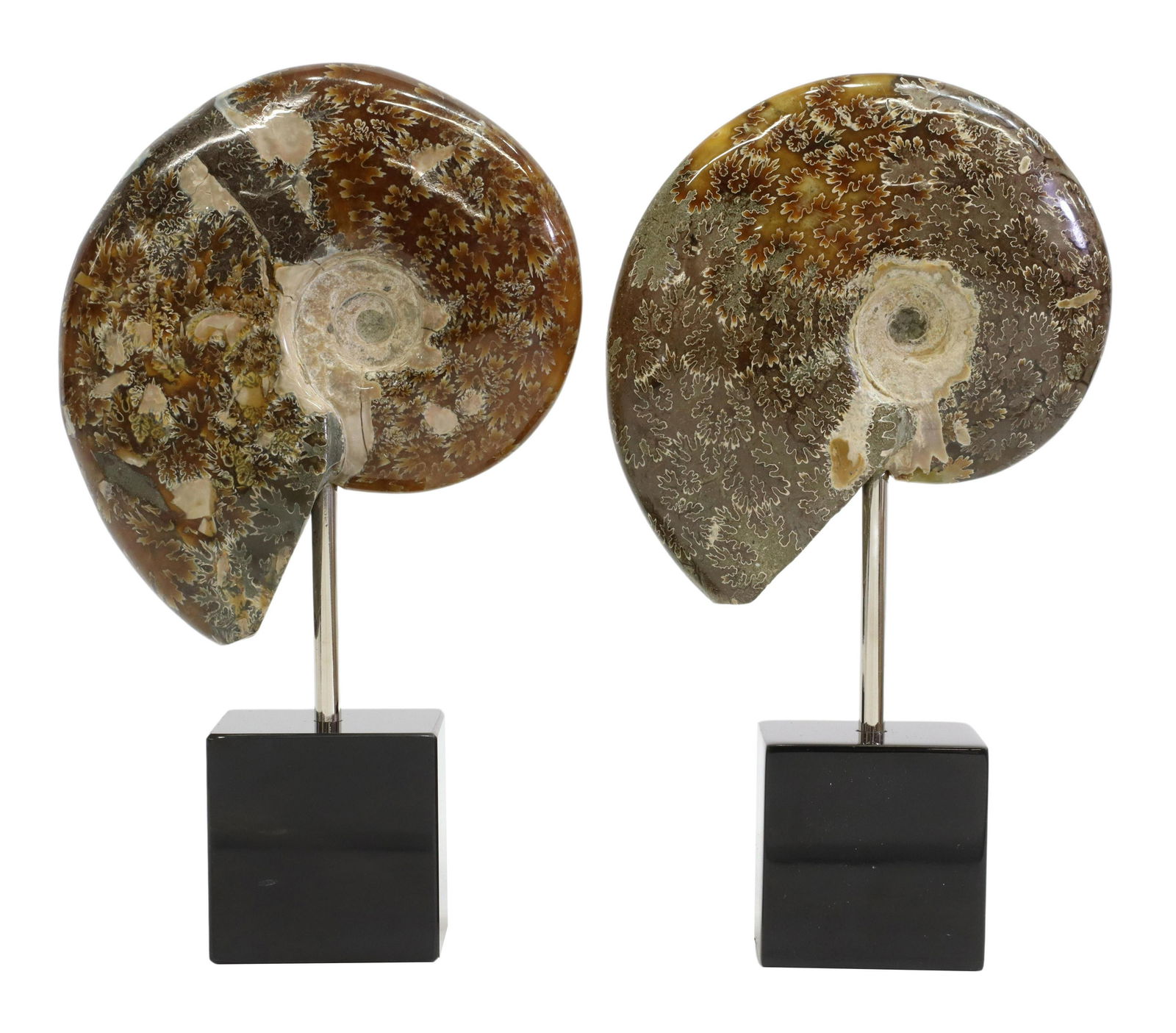 (2) POLISHED AMMONITE SPECIMENS ON MARBLE BASES (1 of 4)
