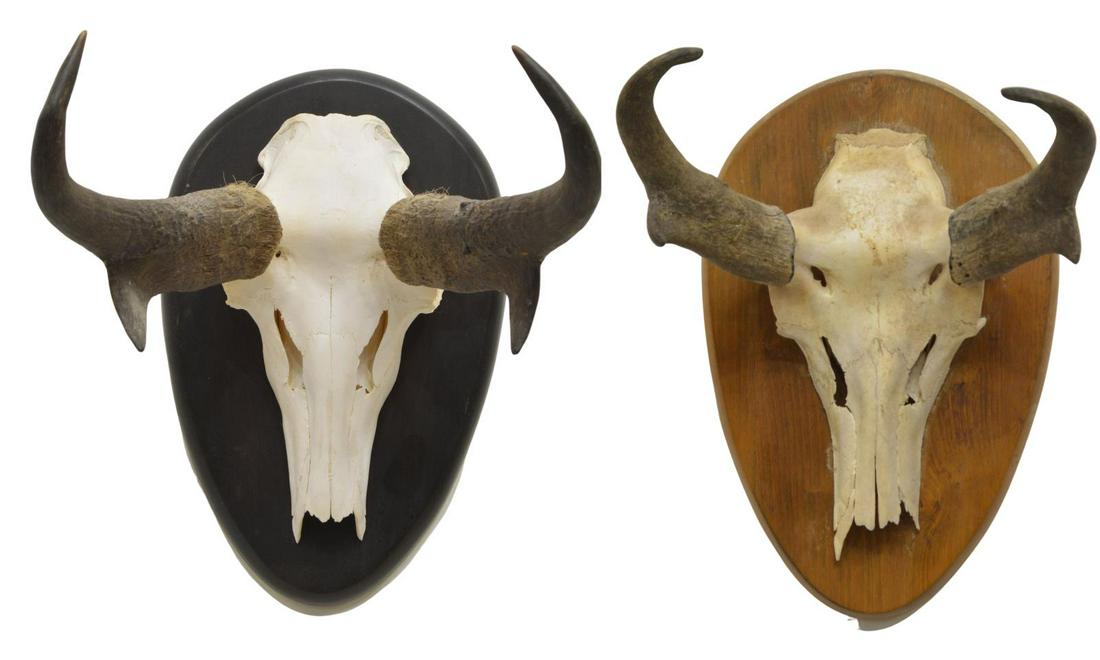 (2) AMERICAN PRONGHORN ANTELOPE SKULL MOUNTS: (lot of 2) American Pronghorn skull and horn mounts, including: (1) marked verso The Flagg Group, Inc., Dallas, TX, approx 9"w, (1) approx 9.75"w; 5lbs total Start Price: $50.00