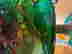 item-131853972=6
