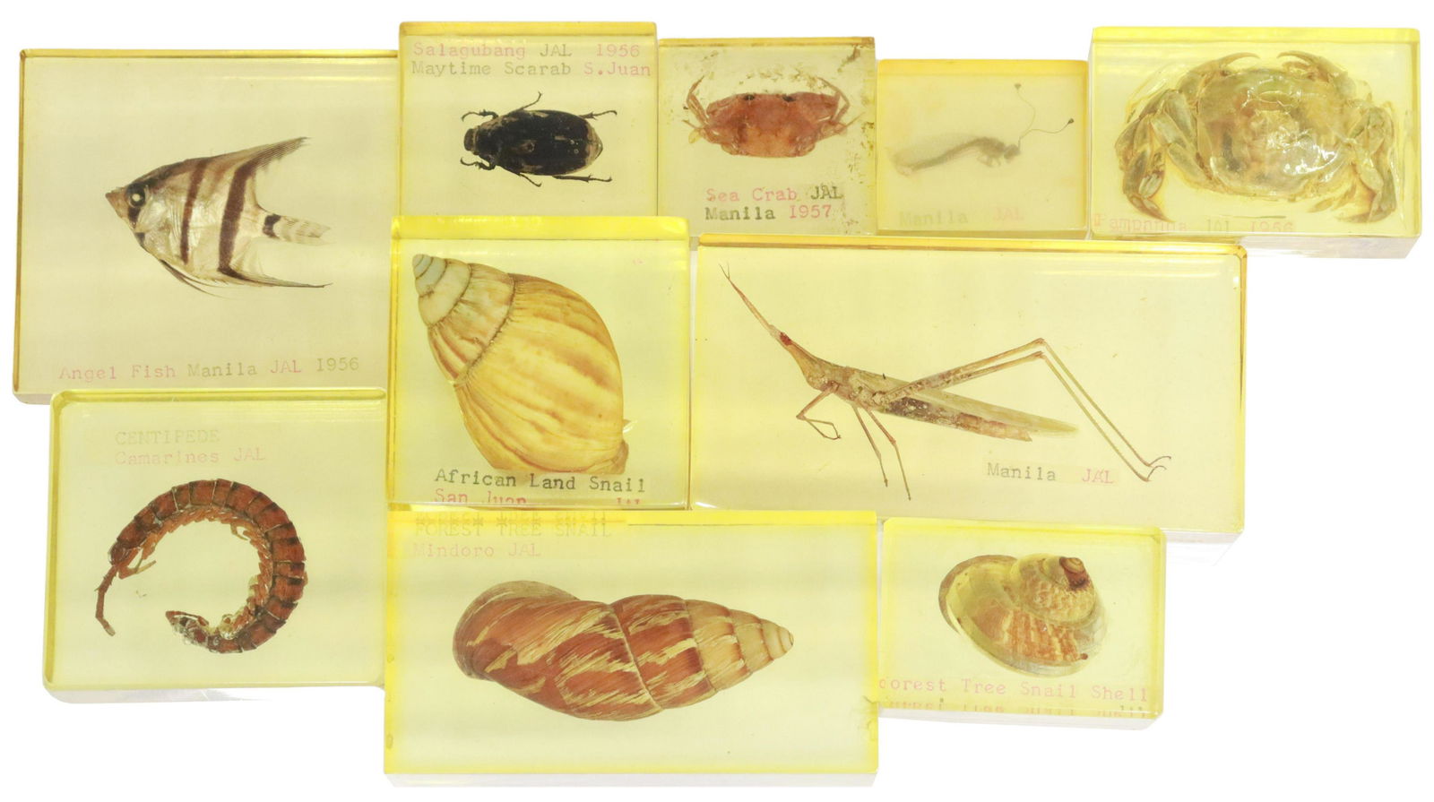 10) RESIN ENCASED TAXIDERMY INSECTS & AQUATIC LIFE (1 of 2)