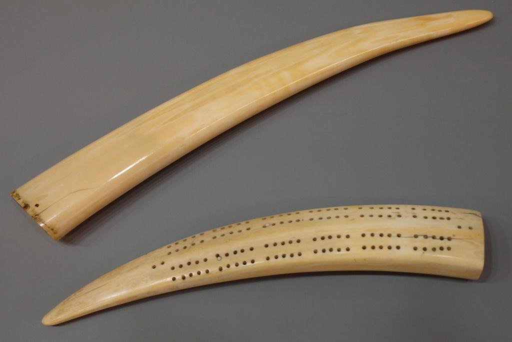 LARGE WALRUS IVORY TUSKS, (1) A CRIBBAGE BOARD: **This lot will not be shipped Internationally** (lot of 2) Walrus ivory tusks, (1) as a cribbage board, 10"l, (1) tusk, 13"l, some splitting, 1.25lbs total Start Price: $150.00