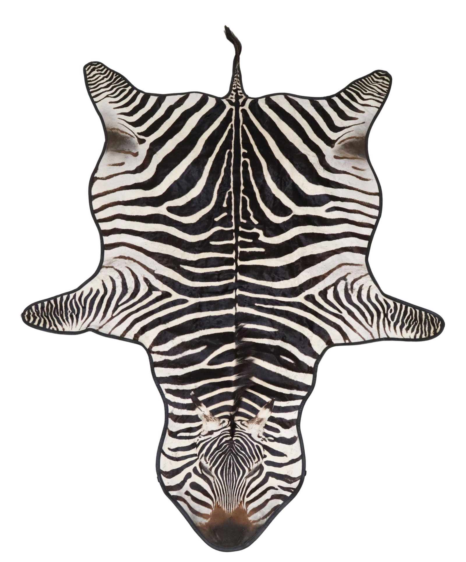 TAXIDERMY, LARGE TANZANIA ZEBRA HIDE, 125" X 80": Taxidermy, large African zebra hide, affixed to black leather, a trophy from the United Republic of Tanzania, taken c.2007, some wear above the two rear legs, approx 124.5"l (inclusive of tail), 79.5"