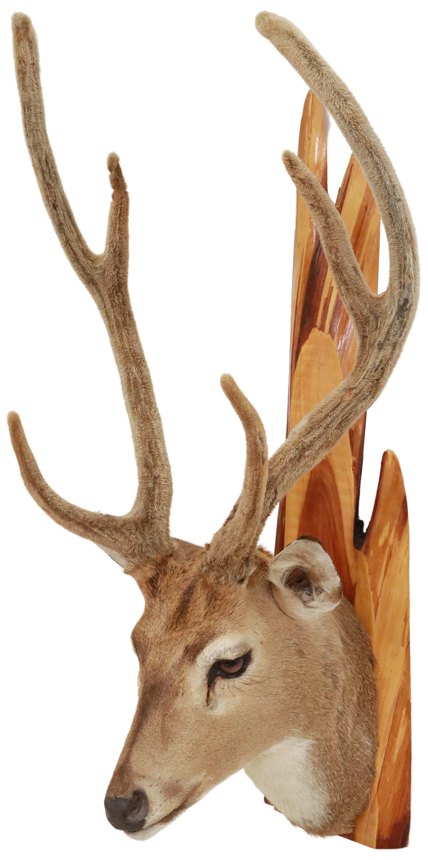 TAXIDERMY AXIS DEER TROPHY MOUNT, 6 POINTS: Taxidermy, axis deer trophy mount, 6 point antlers, retaining velvet, approx 33"h, 18"w, 13"d, 9.5lbs Start Price: $60.00