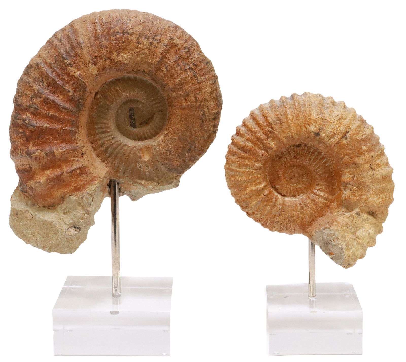 (2) AMMONITE FOSSIL SPECIMENS ON ACRYLIC BASES: (lot of 2) Ammonite specimens, Morocco, mounted on clear acrylic base, largest fossil: approx 11"h, 9"w, 3"d, overall: approx 14.5"h, 10"w, 5"d, 12.75lbs total Start Price: $150.00