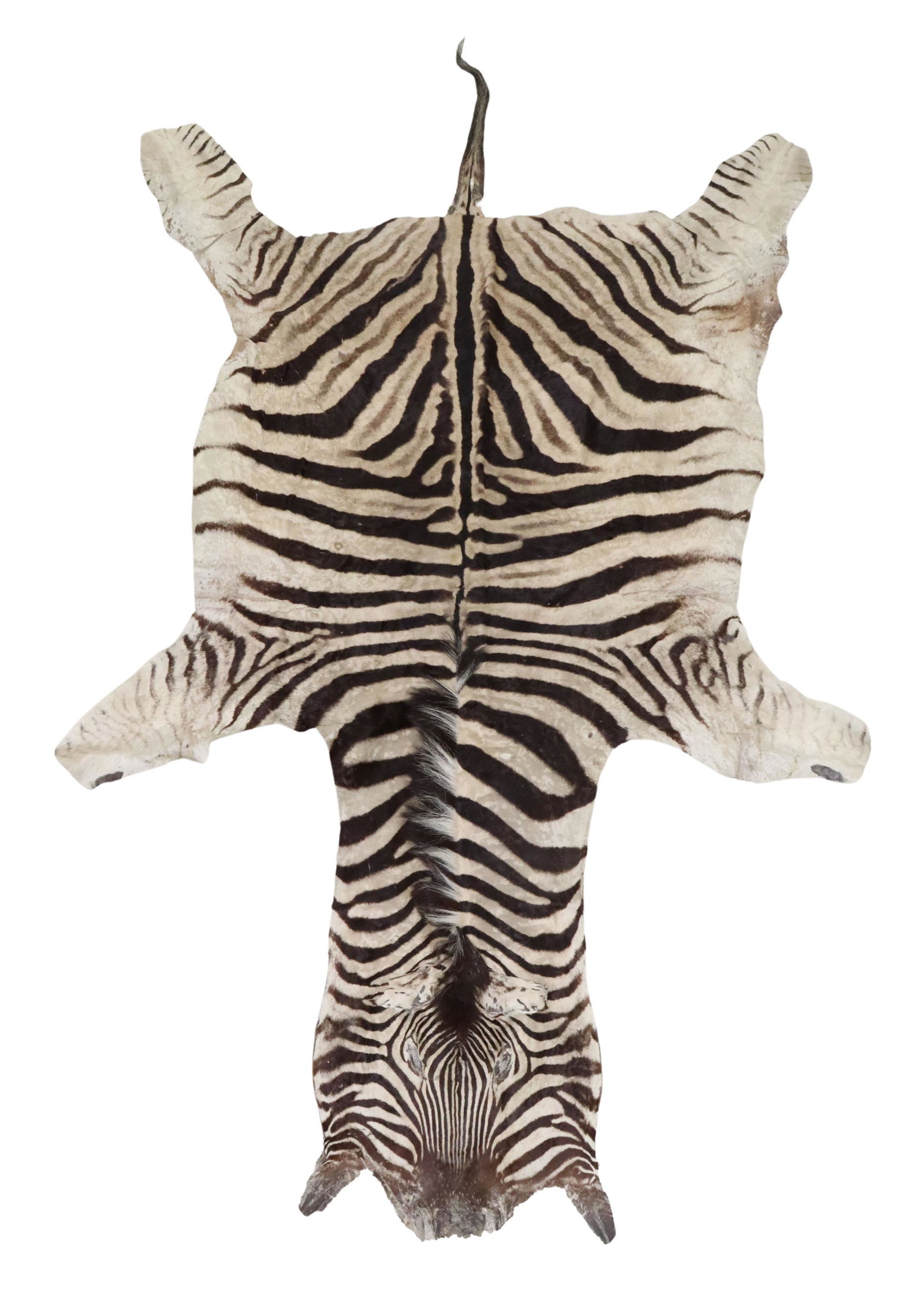 ZEBRA HIDE RUG, APPROX 9'6" X 6'3": Zebra hide rug, with beige canvas backing, some creasing, wear, and hair loss, approx 9'6"l, 6'3"w Start Price: $150.00