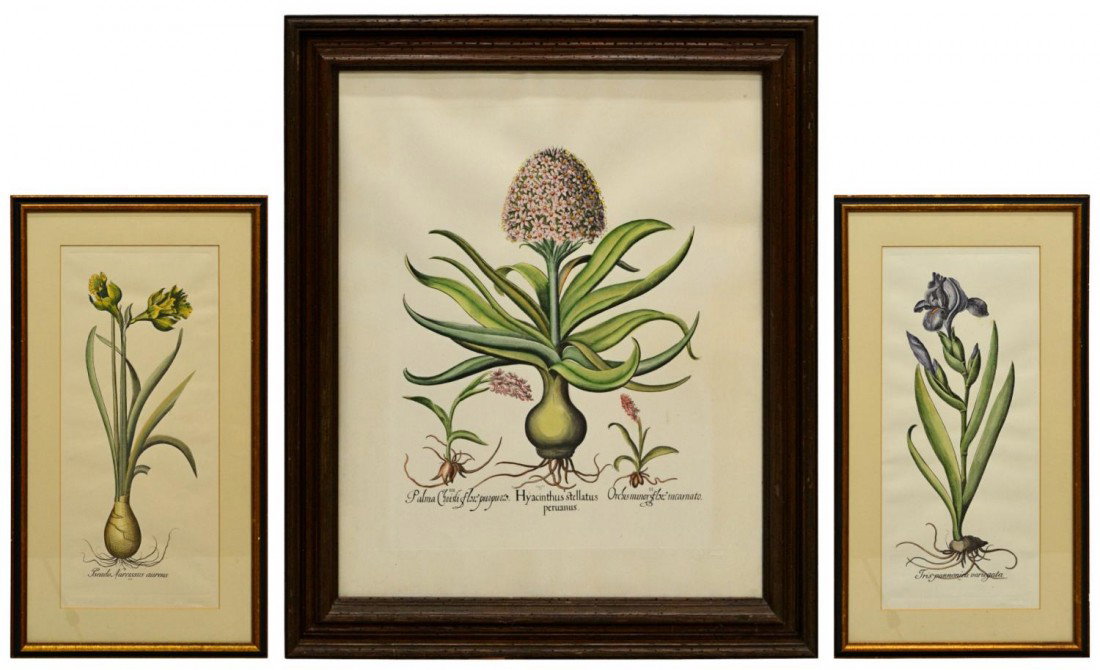 (3) FRAMED BOTANICAL LITHOGRAPHS: (lot of 3) Framed botanical lithographs, each with printers marks: (1) "Iris pannonica variegata" (Iris), sight: 20"h, 8.75"w, overall: 25.5"h, 14.25"w; (1) "Pseudo Narciscsus aureus" (daffodil), sigh