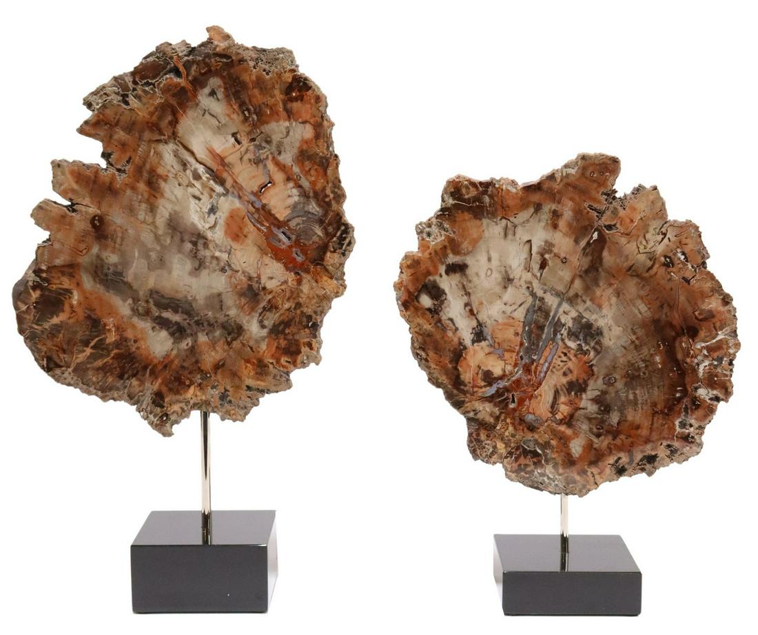 (2) POLISHED PETRIFIED WOOD SPECIMENS: (lot of 2) Polished petrified wood specimens, Madagascar, mounted on black granite base, largest specimen: approx 12"h, 10"w, 1"d, overall: approx 17"h, 10"w, 4"d, 14lbs total Start Price: $200.00