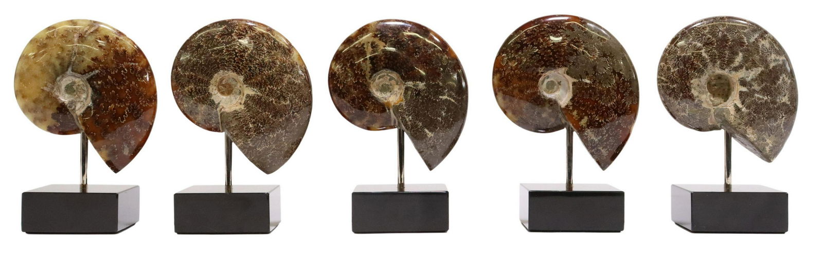 (5) POLISHED AMMONITE SPECIMENS ON MARBLE BASES: (lot of 5) Polished ammonite fossils, Madagascar, mounted on black marble base, largest fossil: approx 5"h, 5"w, 1.5"d, overall: approx 7"h, 5"w, 3"d, 11.3lbs total Start Price: $150.00