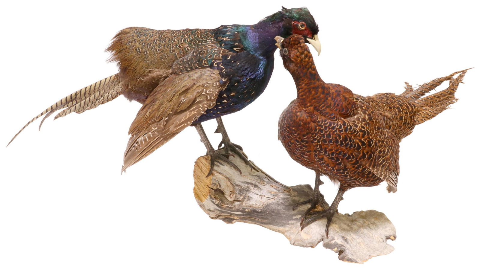 PAIR OF PHEASANTS TAXIDERMY LOG TROPHY MOUNT: Taxidermy, Two Phesants, including a Common Pheasant, both standing on single log base, approx 14.25"h, 24.5"w, 34.25"d, 3lbs total Start Price: $100.00