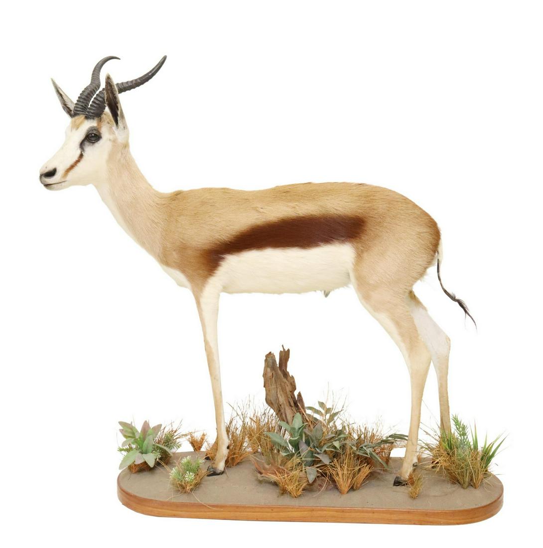 TAXIDERMY FULL BODY SPRINGBOK ON NATURALISTIC BASE: Taxidermy full body Springbok, on naturalistic base, approx 45.5"h, 13.75"w, 46"d Start Price: $200.00