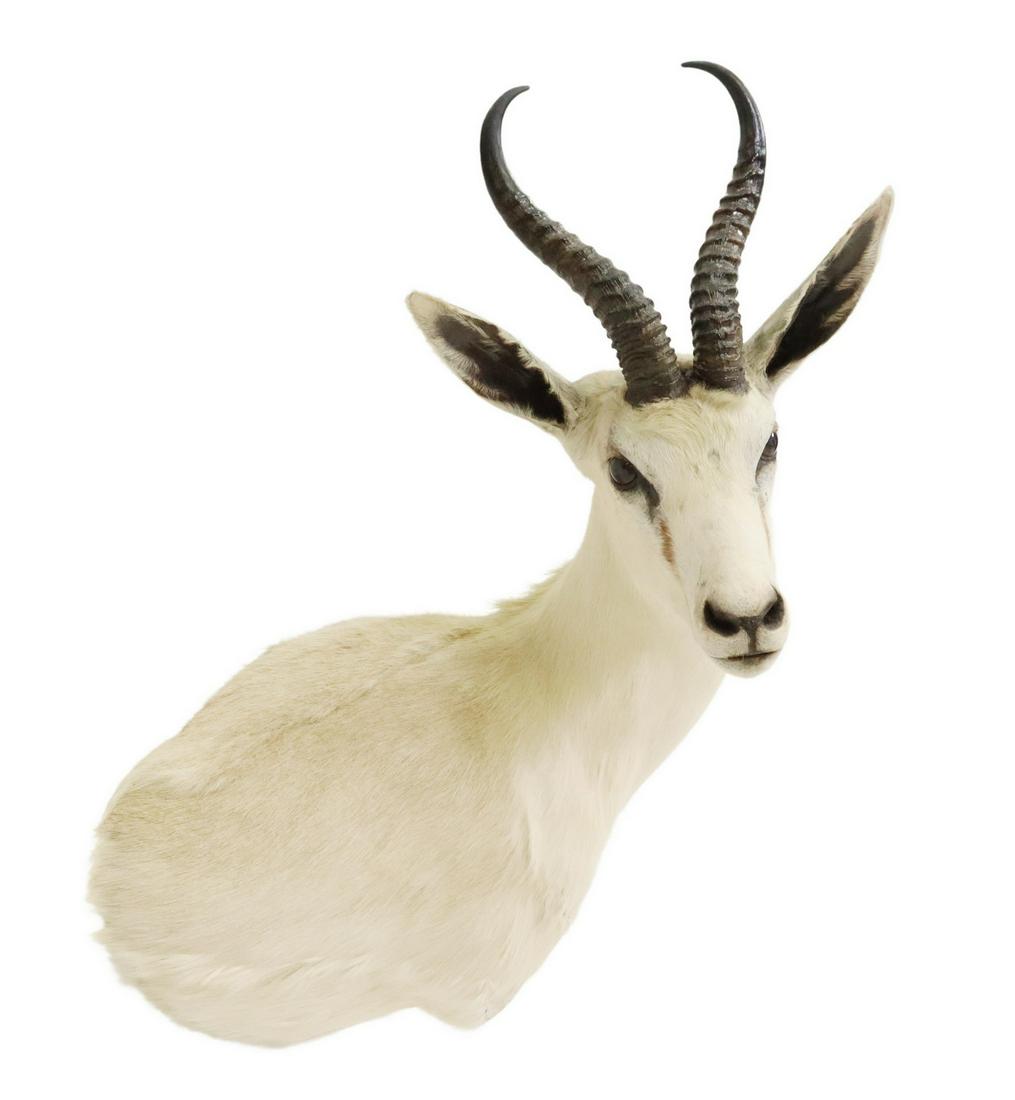TAXIDERMY WHITE SPRINGBOK ANTELOPE TROPHY MOUNT: Taxidermy, White Springbok antelope trophy shoulder mount, approx 29"h, 16.5"w, 15"d Start Price: $150.00