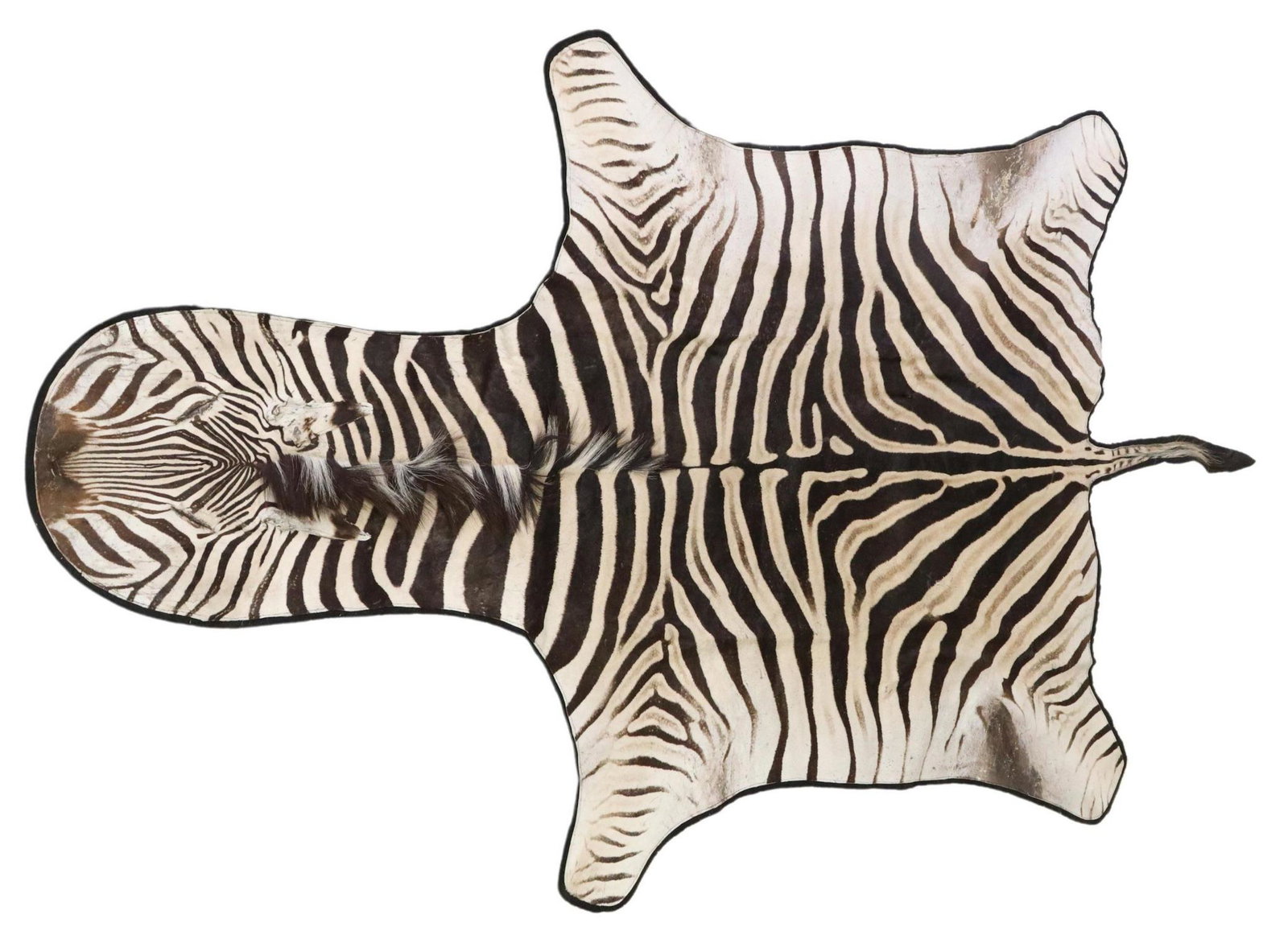 TAXIDERMY ZEBRA HIDE RUG, APPROX 112" X 75": Zebra hide rug, on black felt backing, some small areas of hair loss, approx 112"l, 75"w Start Price: $300.00