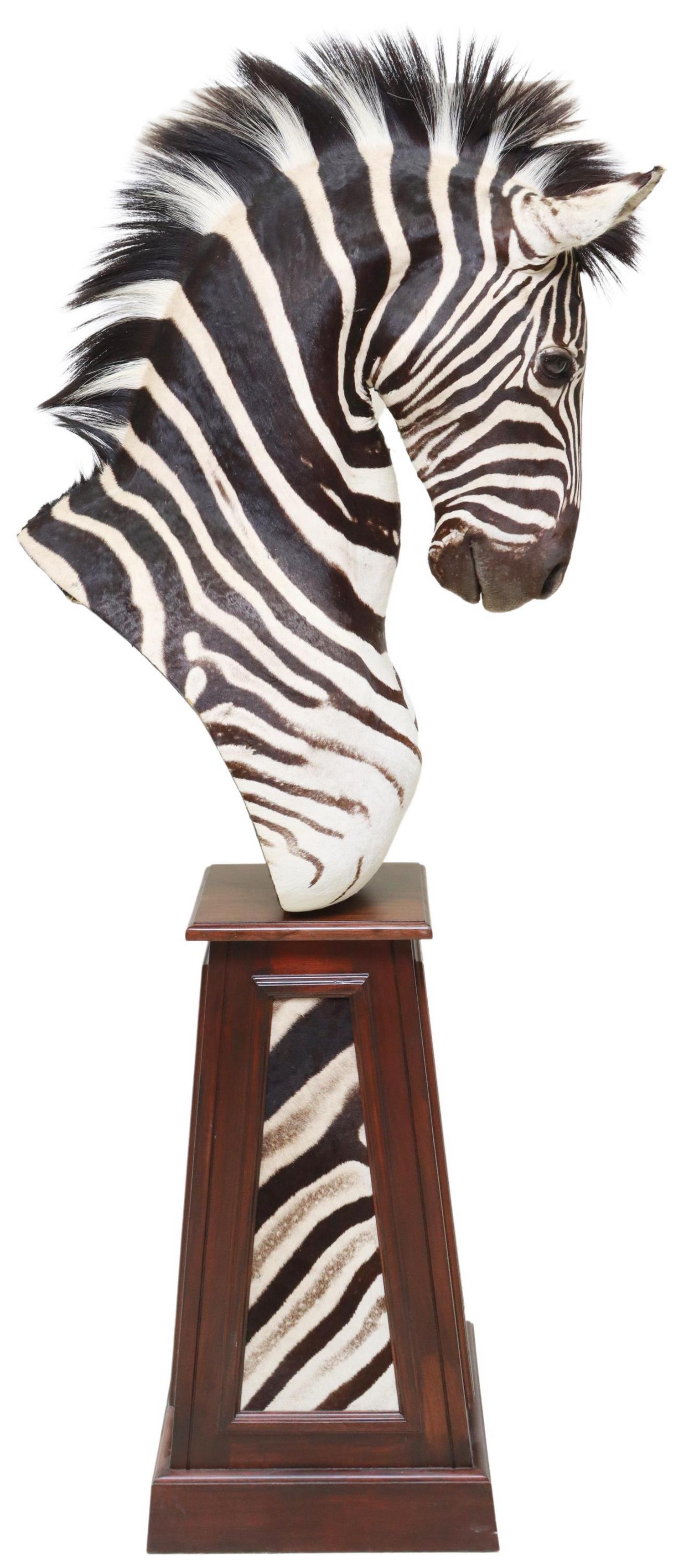 TAXIDERMY ZEBRA SHOULDER TROPHY MOUNT ON STAND: Taxidermy Zebra shoulder mount, on tapered plinth base, with inset hide panels, mount swivels, mount only: approx 40"h, 15.5"w, 29"d, base: approx 31.75"h Start Price: $400.00