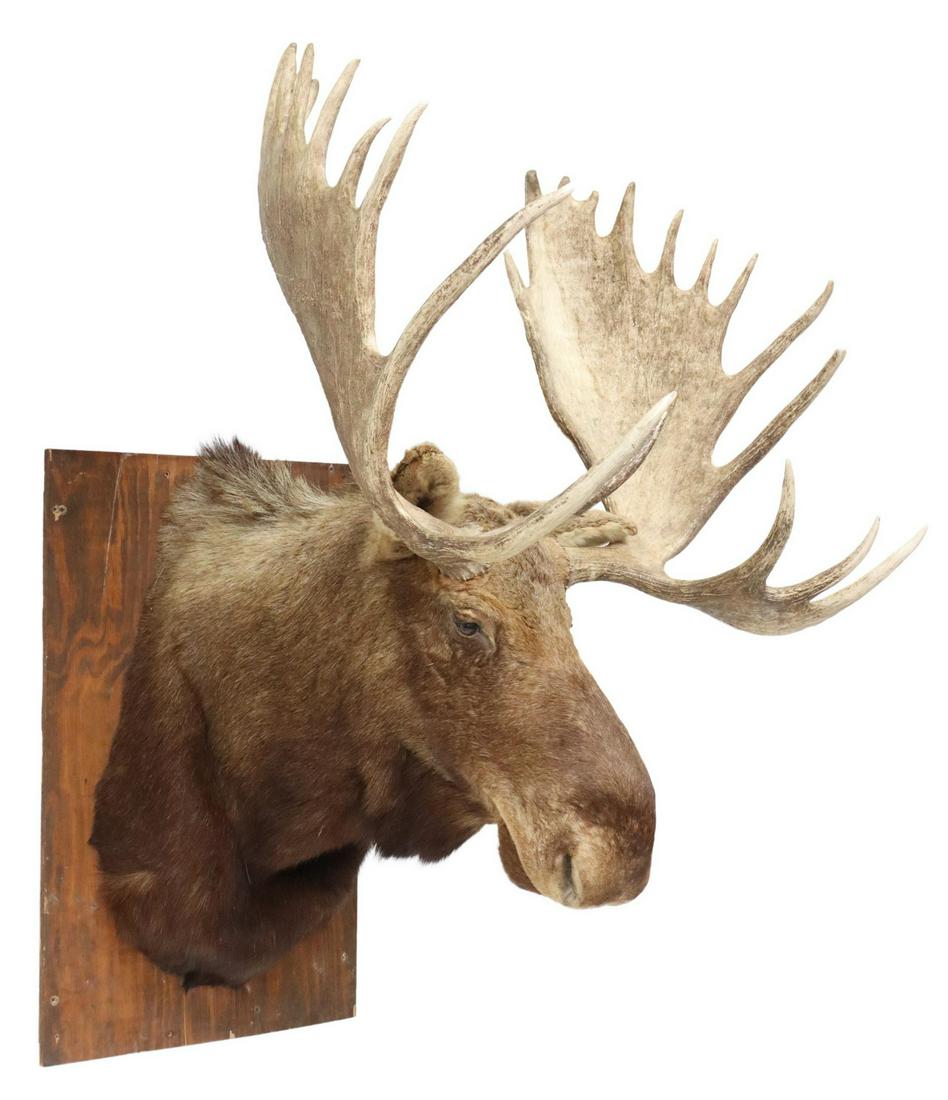 MONUMENTAL TAXIDERMY MOOSE SHOULDER MOUNT, 63"H: Monumental taxidermy moose shoulder mount, mounted on wood back, approx 63"h, 43"w, 39"d Start Price: $500.00