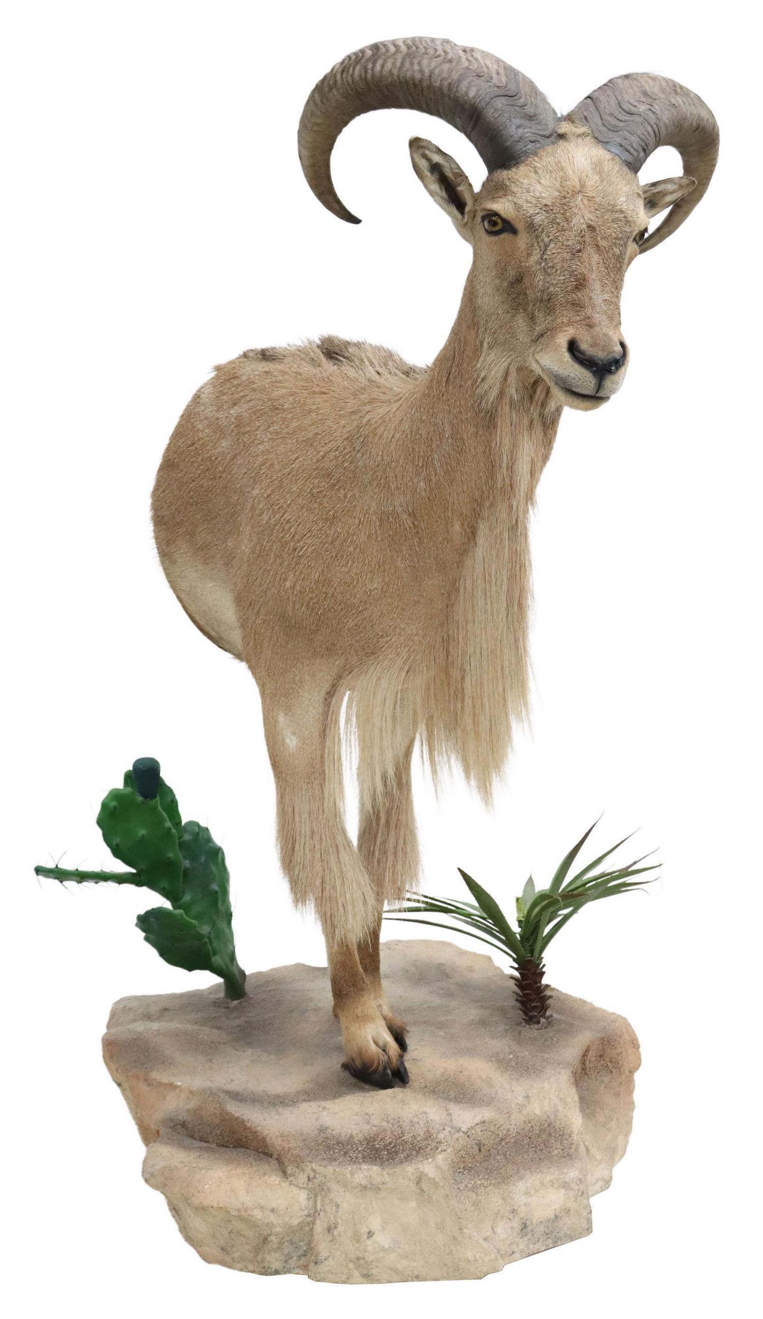 LARGE TAXIDERMY, BARBARY SHEEP HALF BODY MOUNT: Large taxidermy, half body Aoudad/Barbary standing sheep mounted on faux rock ledge with faux plants, sheep: approx 47"h, 17"w, 28"d, overall with ledge: approx 54"h, 25"w, 30"d Start Price: $200.00