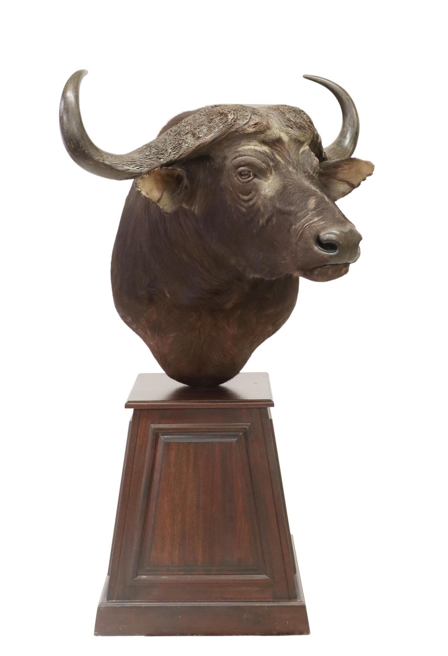 TAXIDERMY CAPE BUFFALO TROPHY MOUNT ON STAND: Taxidermy Cape Buffalo shoulder mount, on tapered and paneled plinth base, mount only: approx 38.25"h, 39"w, 51.5"d, base: approx 27.75"h Start Price: $200.00