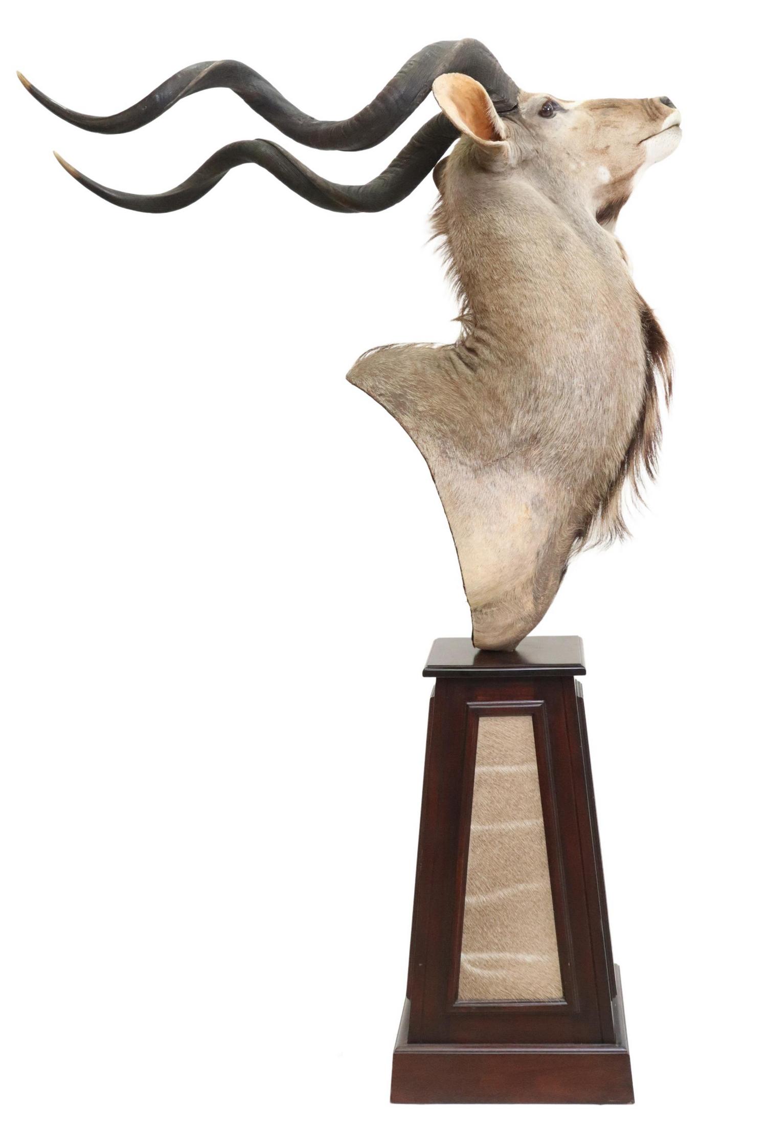 TAXIDERMY KUDU SHOULDER TROPHPY MOUNT ON PLINTH: Taxidermy Kudu trophy shoulder mount, on tapered and paneled plinth base, swivels, mount only: approx 45.5"h, 24.5"w, 50"d, base: approx 31.25"h Start Price: $200.00