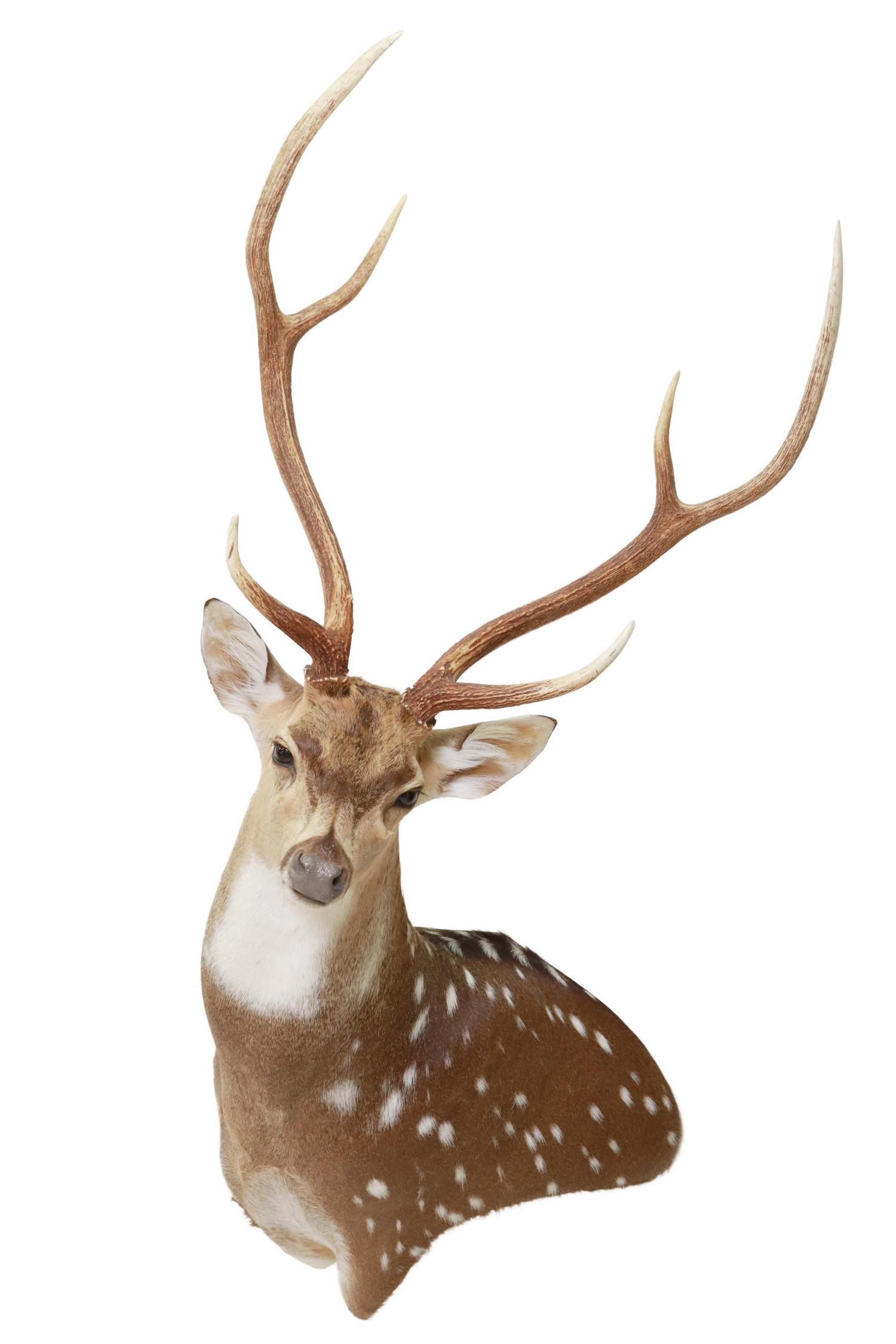 TAXIDERMY AXIS DEER TROPHY MOUNT SIX POINT ANTLERS: Taxidermy, axis deer shoulder mount, six point antlers, approx 53"h, 31"w, 20"d Start Price: $150.00