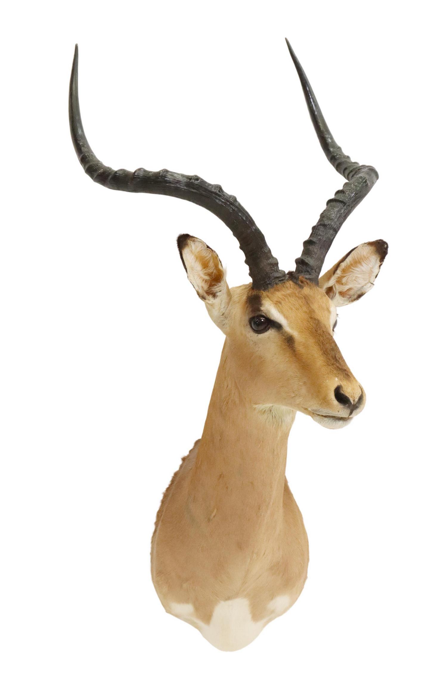 TAXIDERMY IMPALA ANTELOPE SHOULDER TROPHY MOUNT: Taxidermy Impala antelope trophy shoulder mount, approx 36.25"h, 17.5"w, 20.5"d Start Price: $100.00