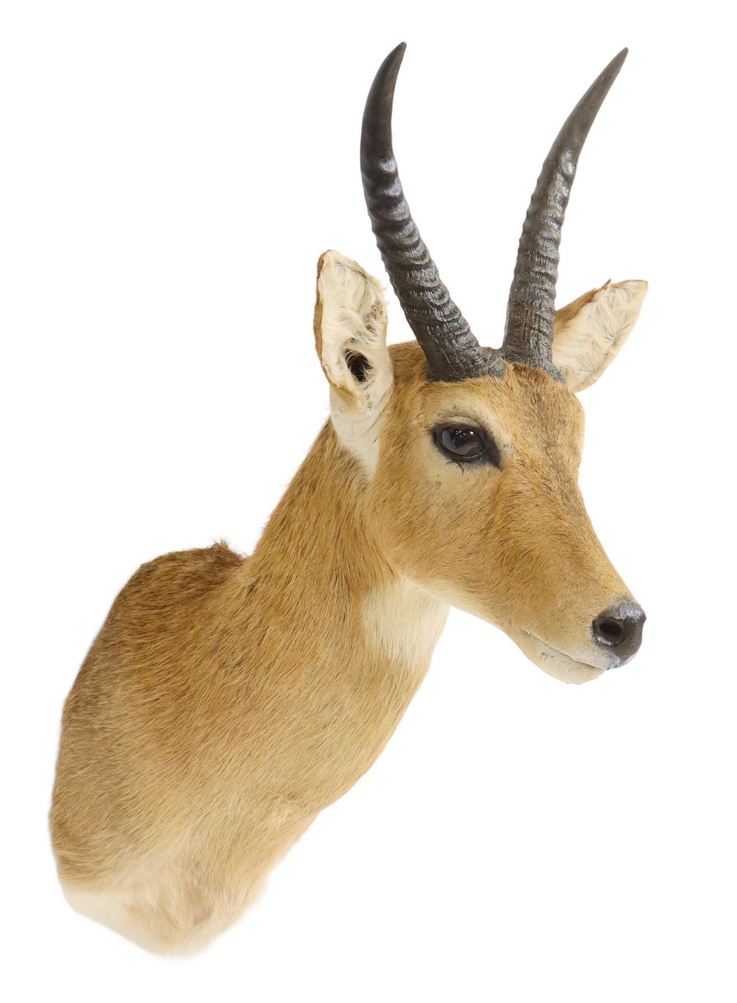 TAXIDERMY IMPALA ANTELOPE SHOULDER TROPHY MOUNT: Taxidermy Impala antelope trophy shoulder mount, approx 32.75"h, 14.25"w, 19"d Start Price: $100.00