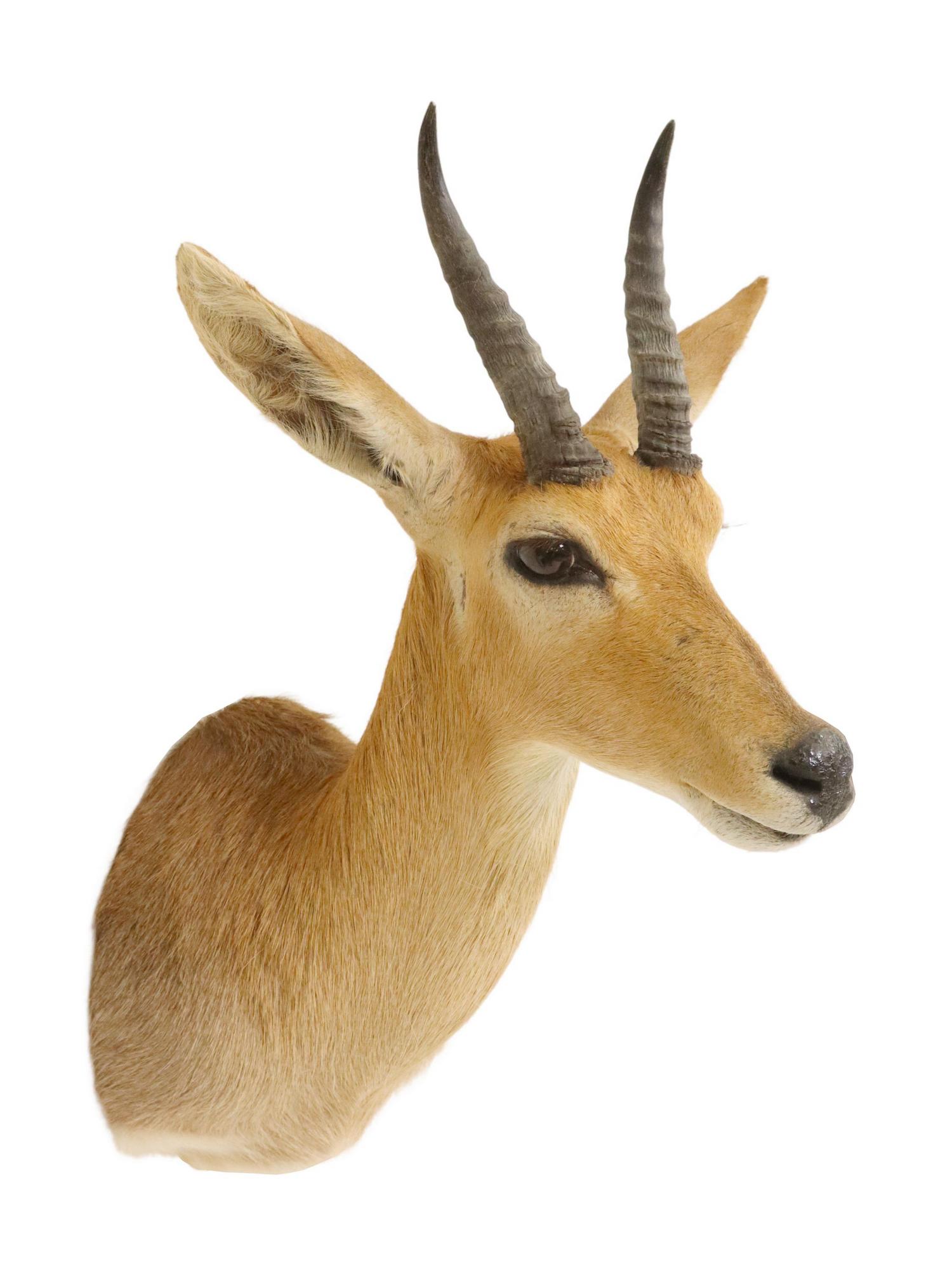 TAXIDERMY IMPALA ANTELOPE SHOULDER TROPHY MOUNT: Taxidermy Impala antelope trophy shoulder mount, approx 23.5"h, 14.5"w, 16.75"d Start Price: $100.00