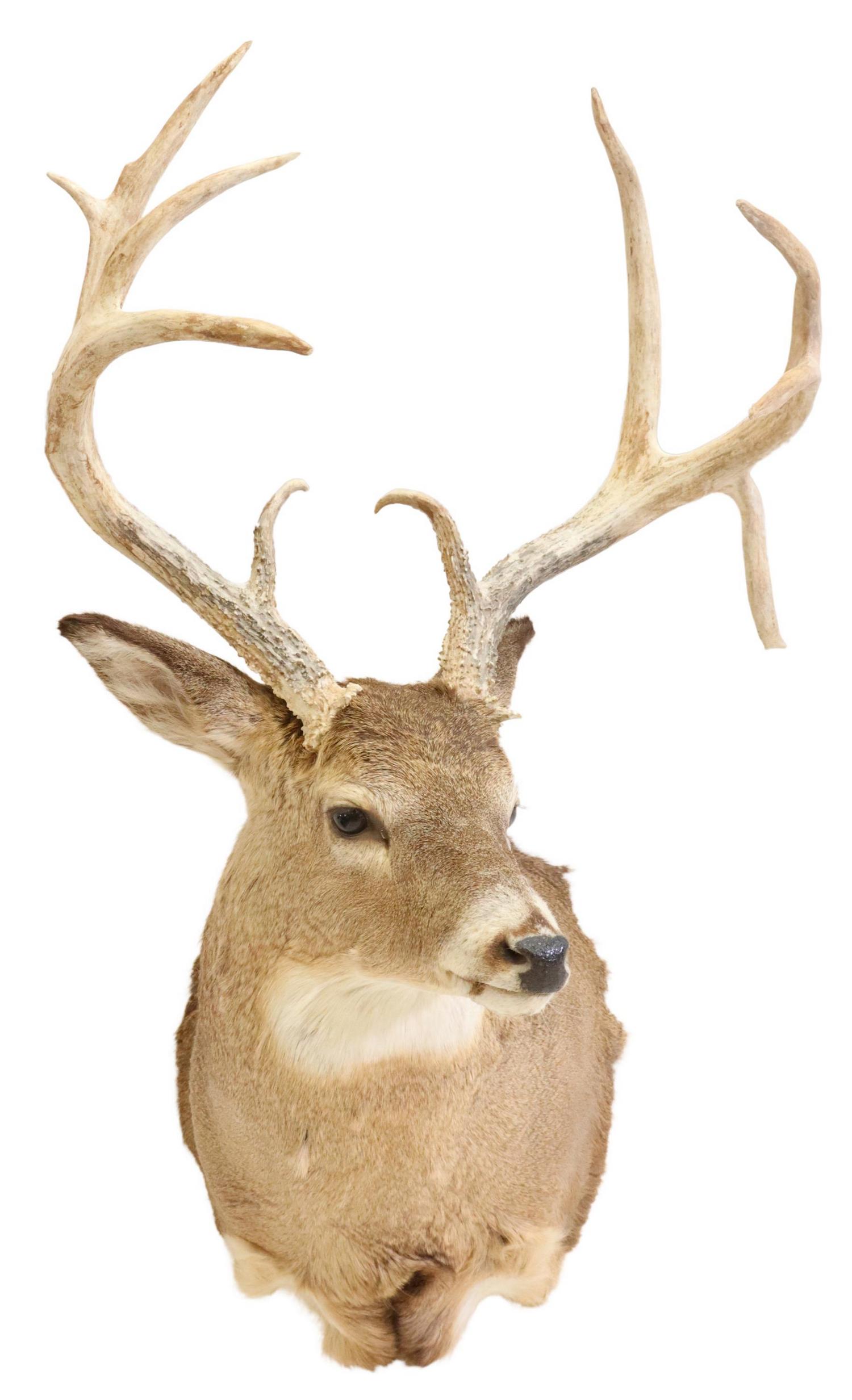 TAXIDERMY DEER TROPHY MOUNT TEN POINT ANTLERS: Taxidermy, deer shoulder mount, ten point antlers, with one abnormal downward point, approx 40"h, 25"w, 20"d Start Price: $100.00