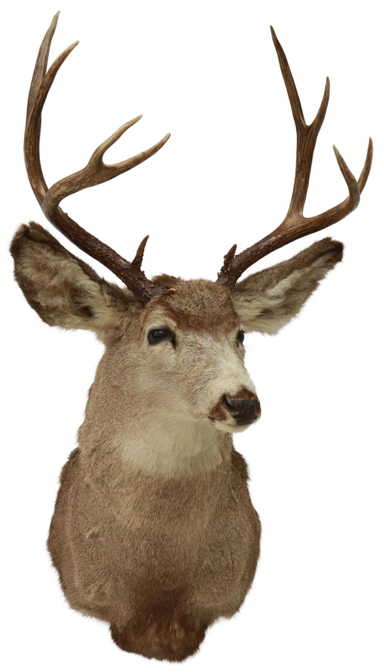 TAXIDERMY MULE DEER TROPHY MOUNT, 10 POINTS: Taxidermy, Mule deer shoulder mount, 10 point antlers, approx 35"h, 20"w, 38"d, 15lbs Start Price: $80.00