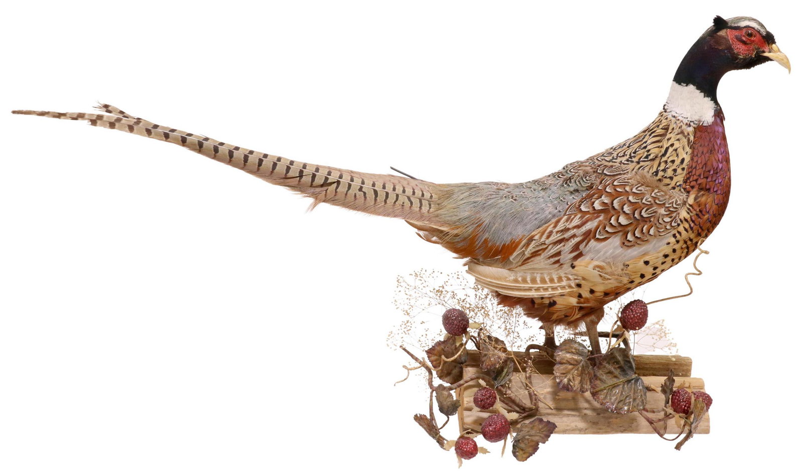 RING-NECKED PHEASANT TAXIDERMY LOG TROPHY MOUNT: Ring-necked Pheasant taxidermy mount, standing on log with faux foliage and berries, approx 18"h, 7.5"w, 29"d, 2lbs Start Price: $80.00