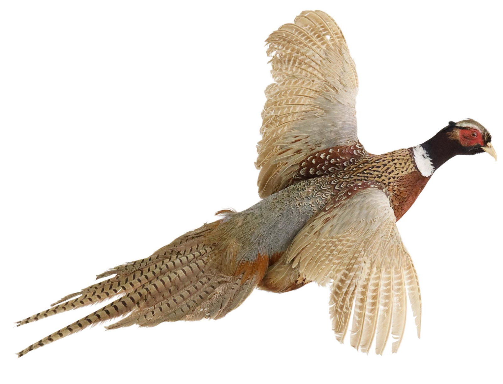 FLYING RING-NECKED PHEASANT TAXIDERMY TROPHY MOUNT: Flying ring-necked Pheasant taxidermy wall mount, on small log mount, approx 19.25"h, 18"w, 32"d, 1.5lbs Start Price: $80.00