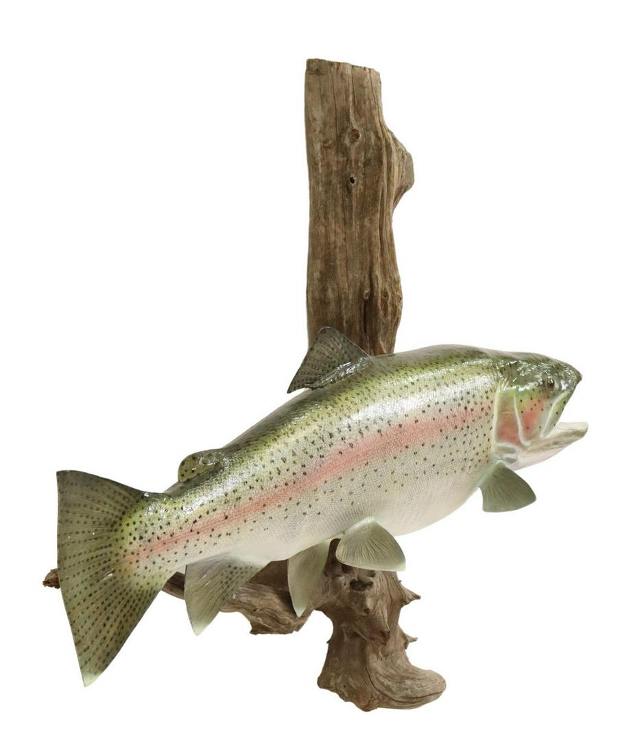 RAINBOW TROUT REPLICA ON DRIFTWOOD MOUNT: Model (replica) of a Rainbow Trout, on driftwood back, 34.75"h, 36.5"w, 12.25"d, 15lbs Start Price: $50.00