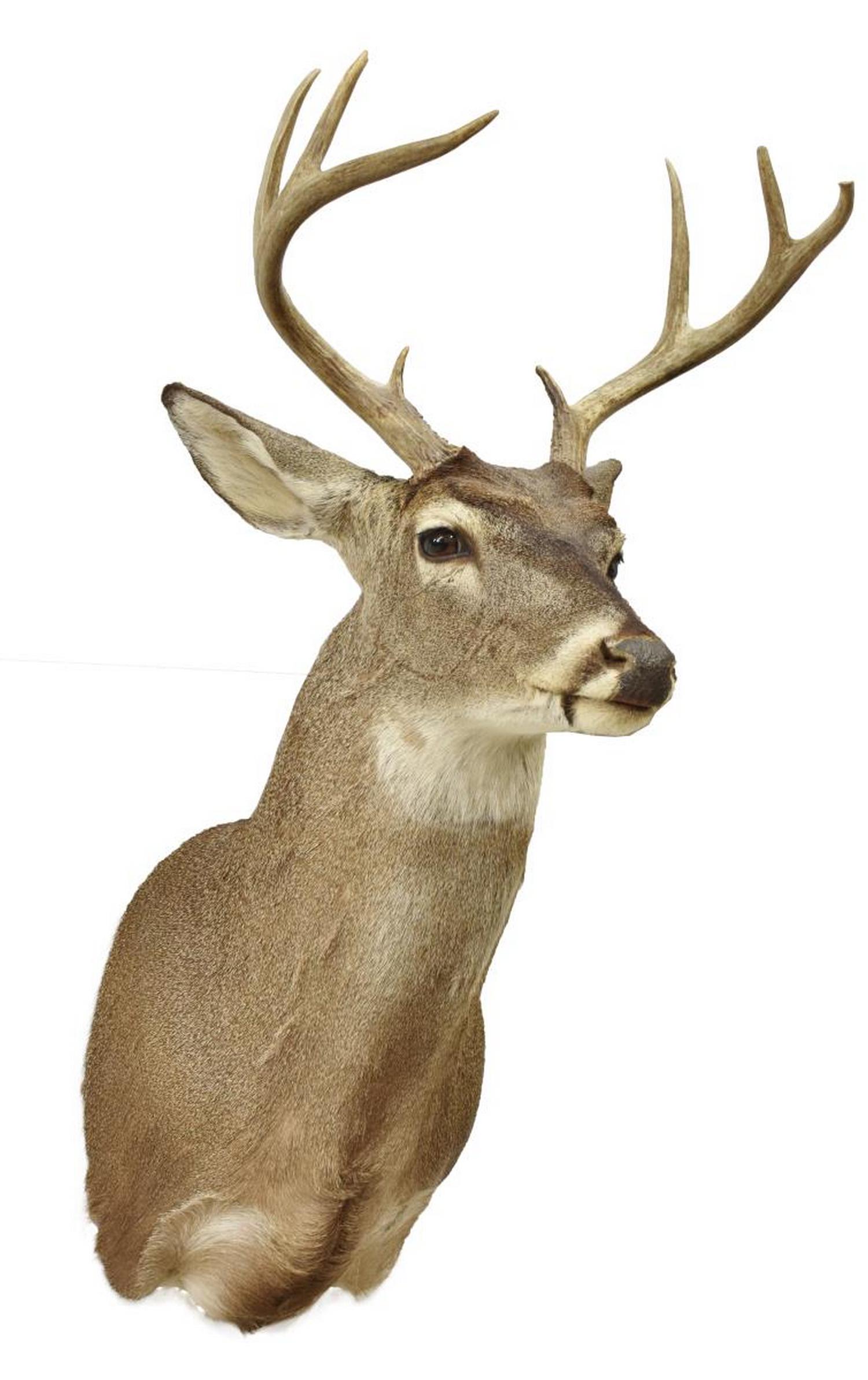 TAXIDERMY DEER MOUNT, 8 POINTS: Taxidermy deer mount, 6 points, approx 35"h, 16"w, 15.5"d Start Price: $60.00